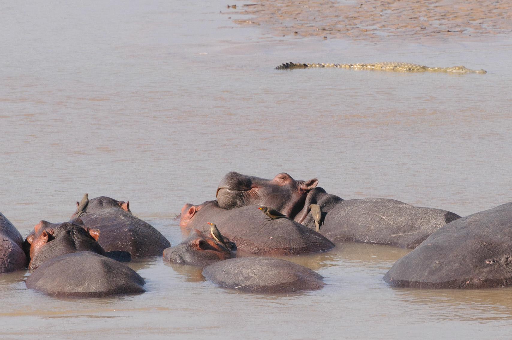 Dozing hippos in the Luangwa river