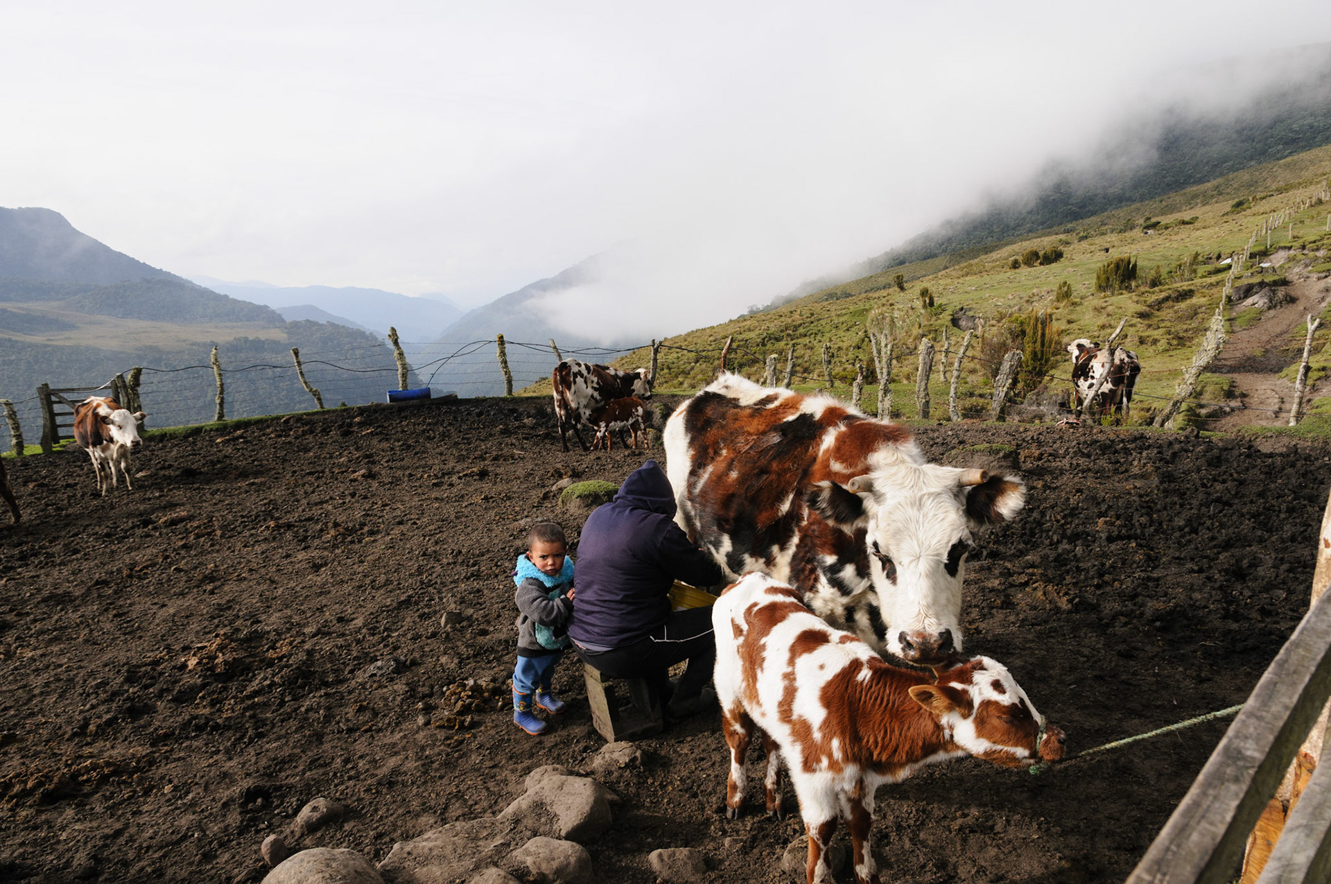 Finca Primavera at 3900m altitude, Los Nevados