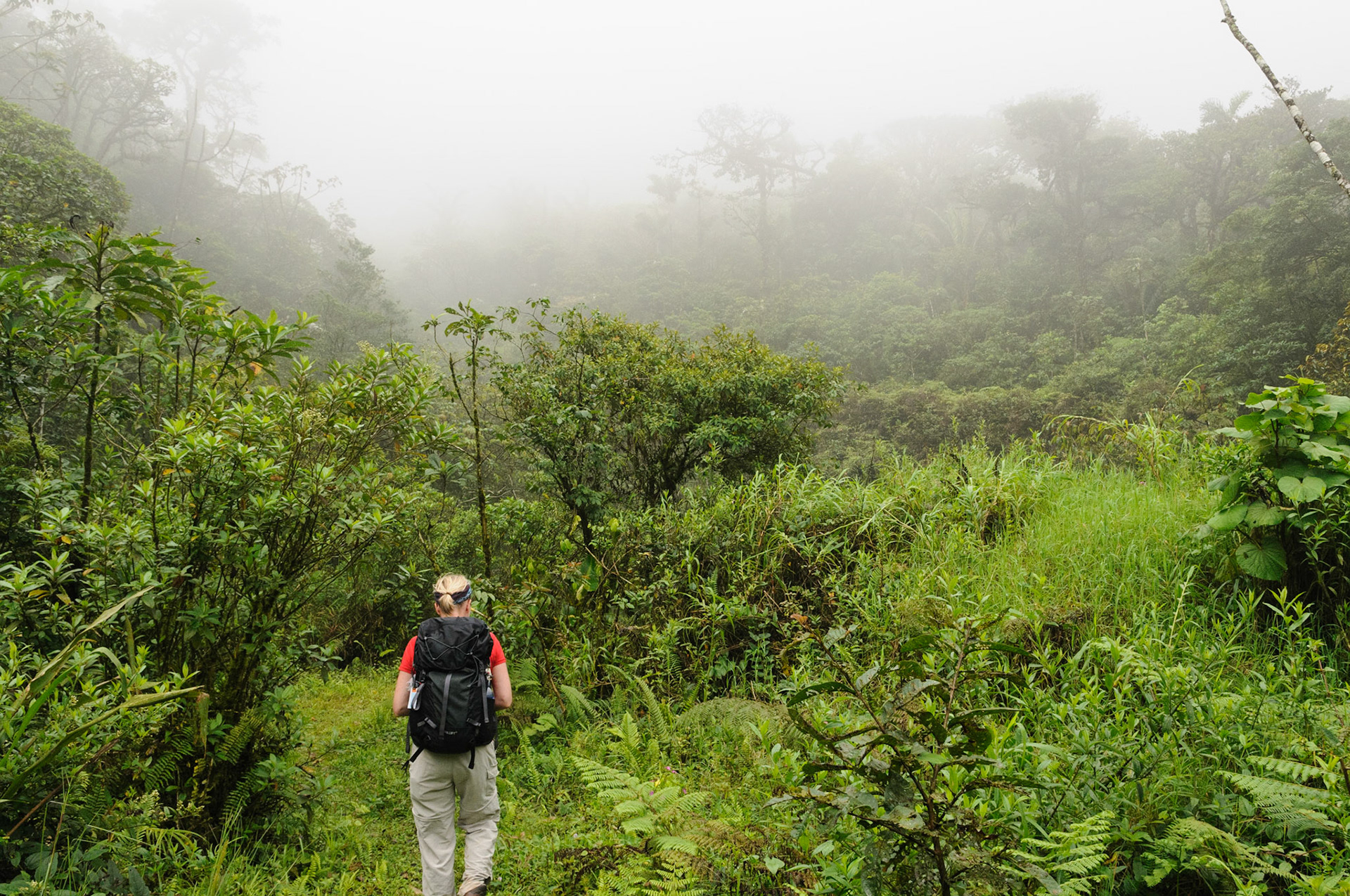 Cerro Gaital cloud forest, El Valle