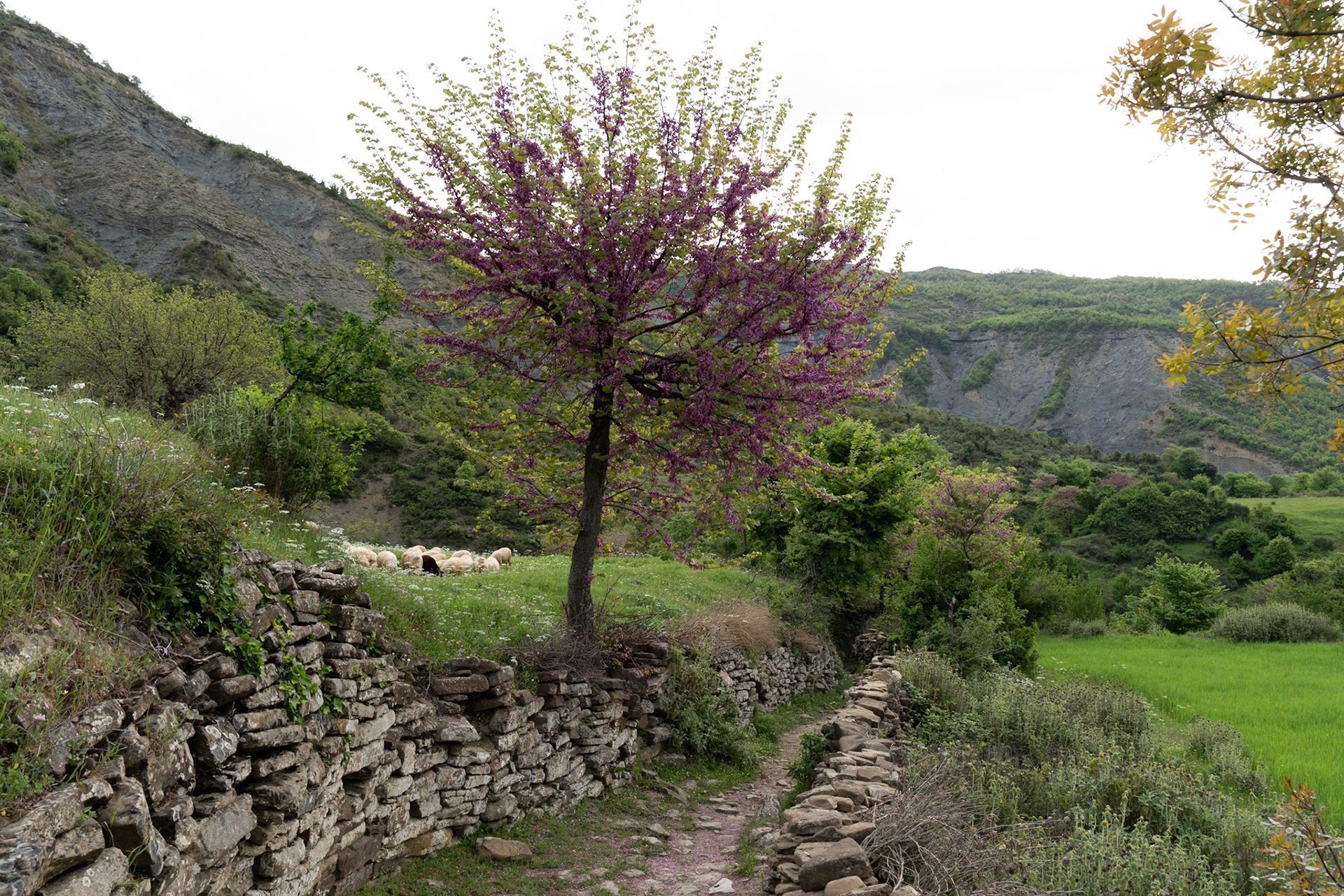 Hidden Valley Trek near Limar
