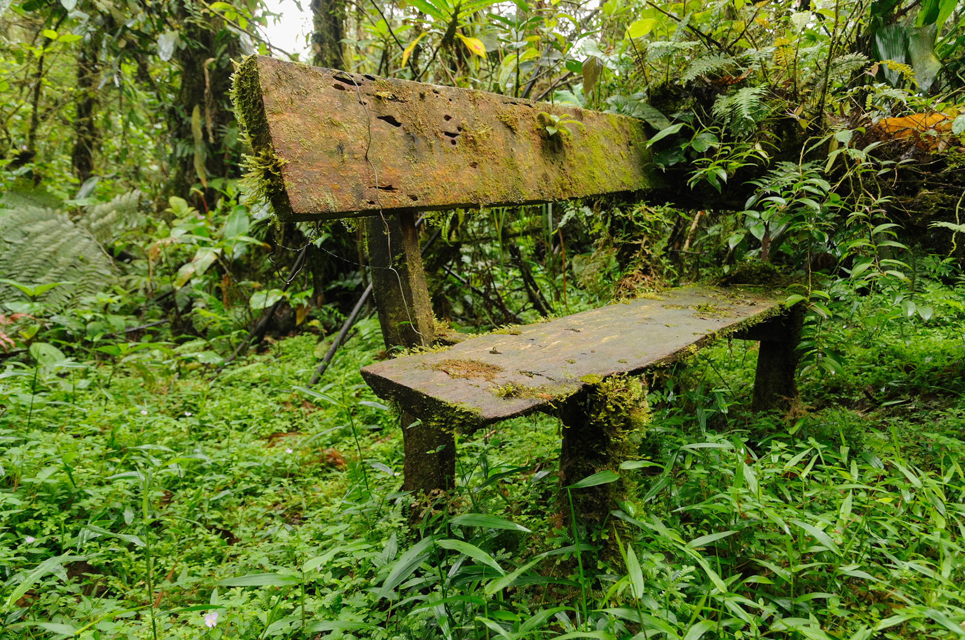 Cerro Gaital cloud forest, El Valle