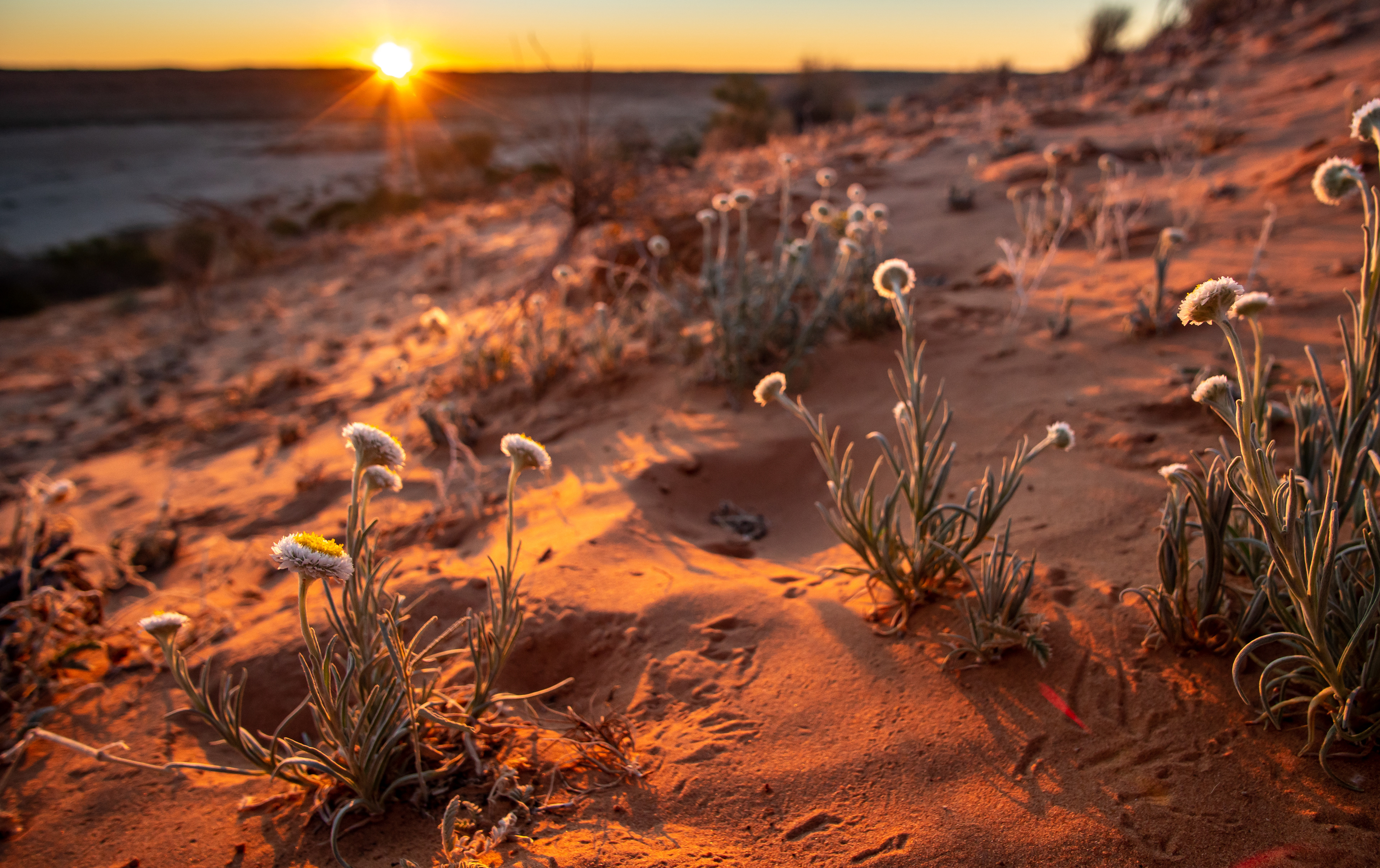 Dusk flowers