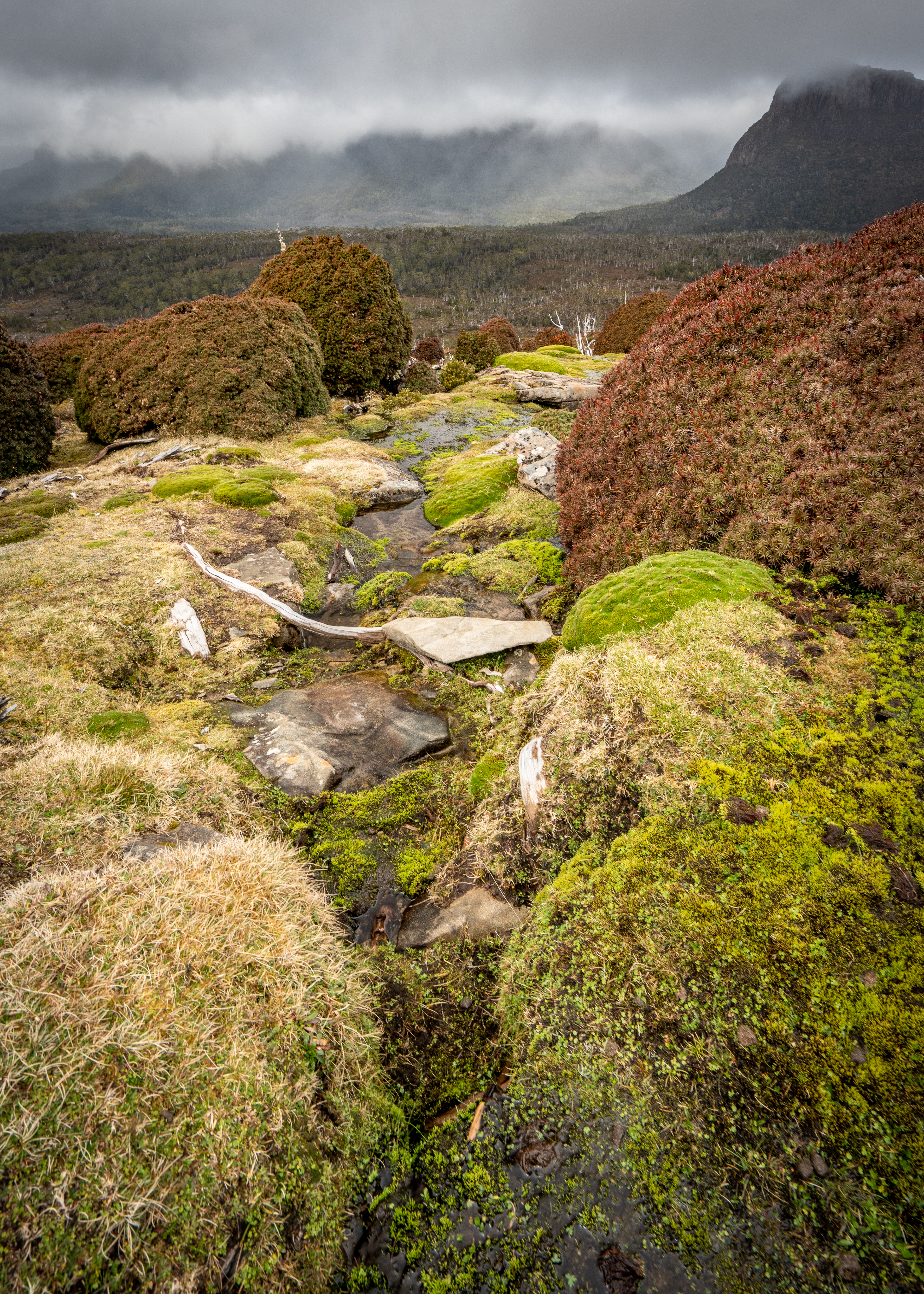 Japanese gardens on Mt Doris