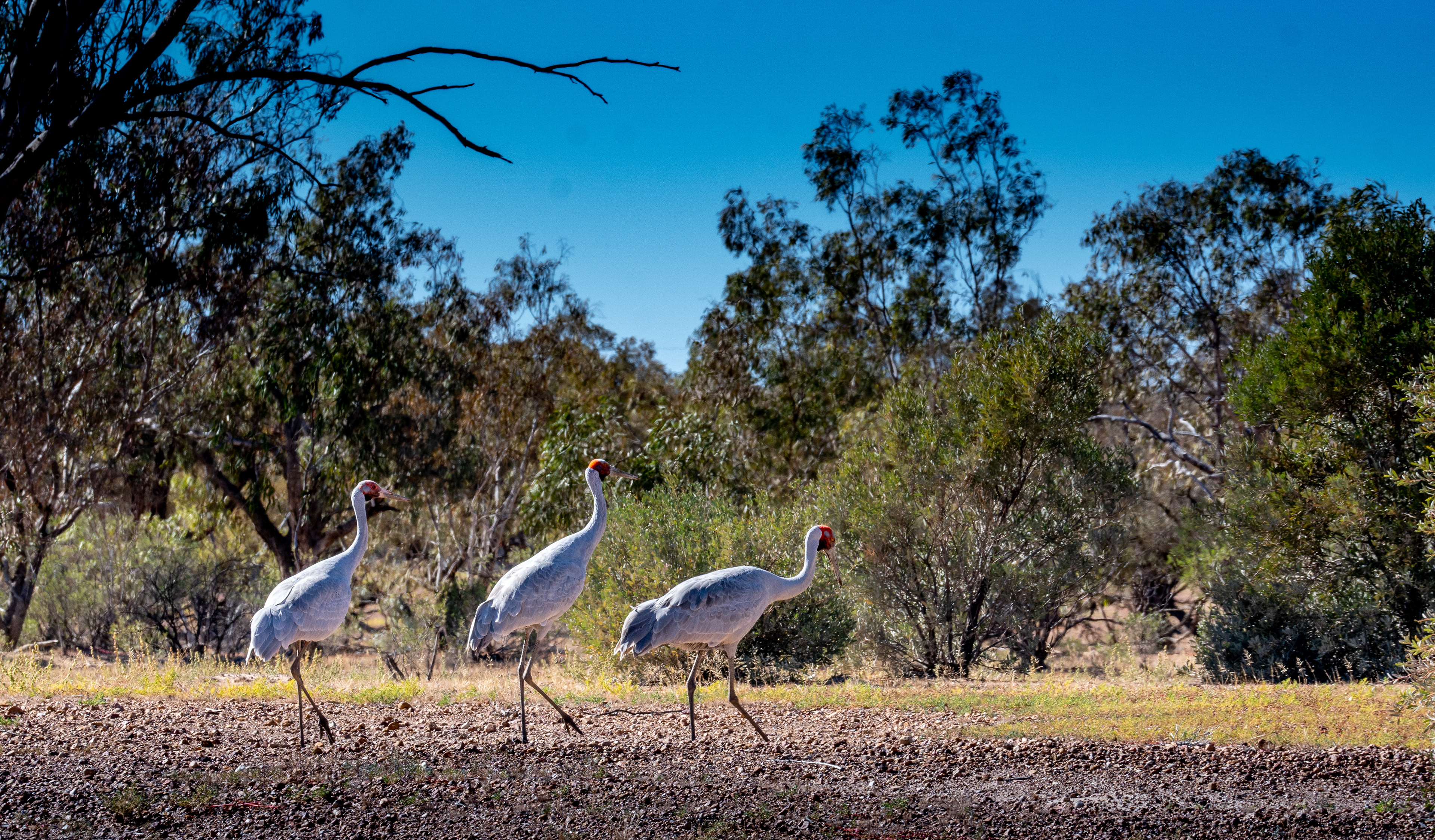 Brolga march