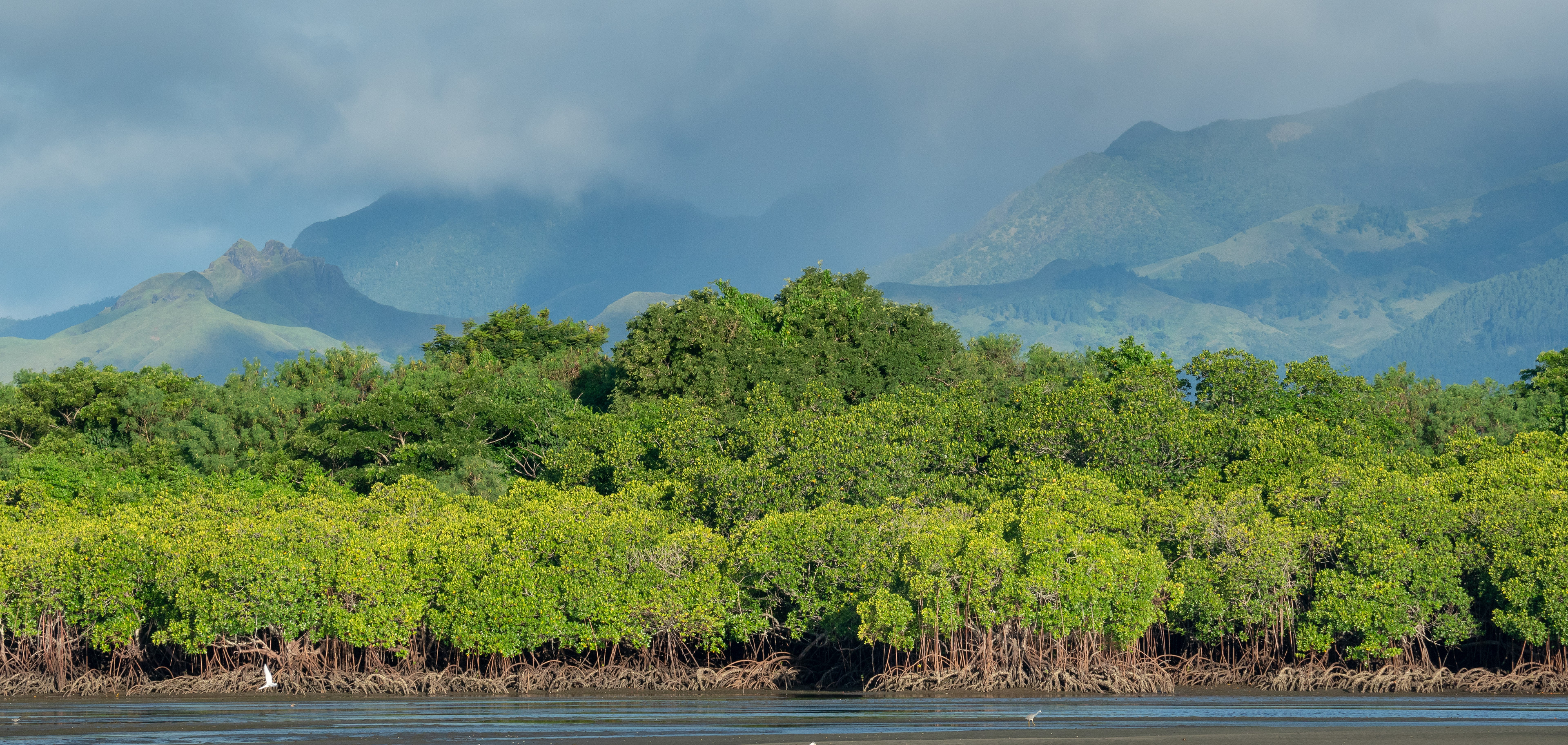 Golden hour on the mangroves