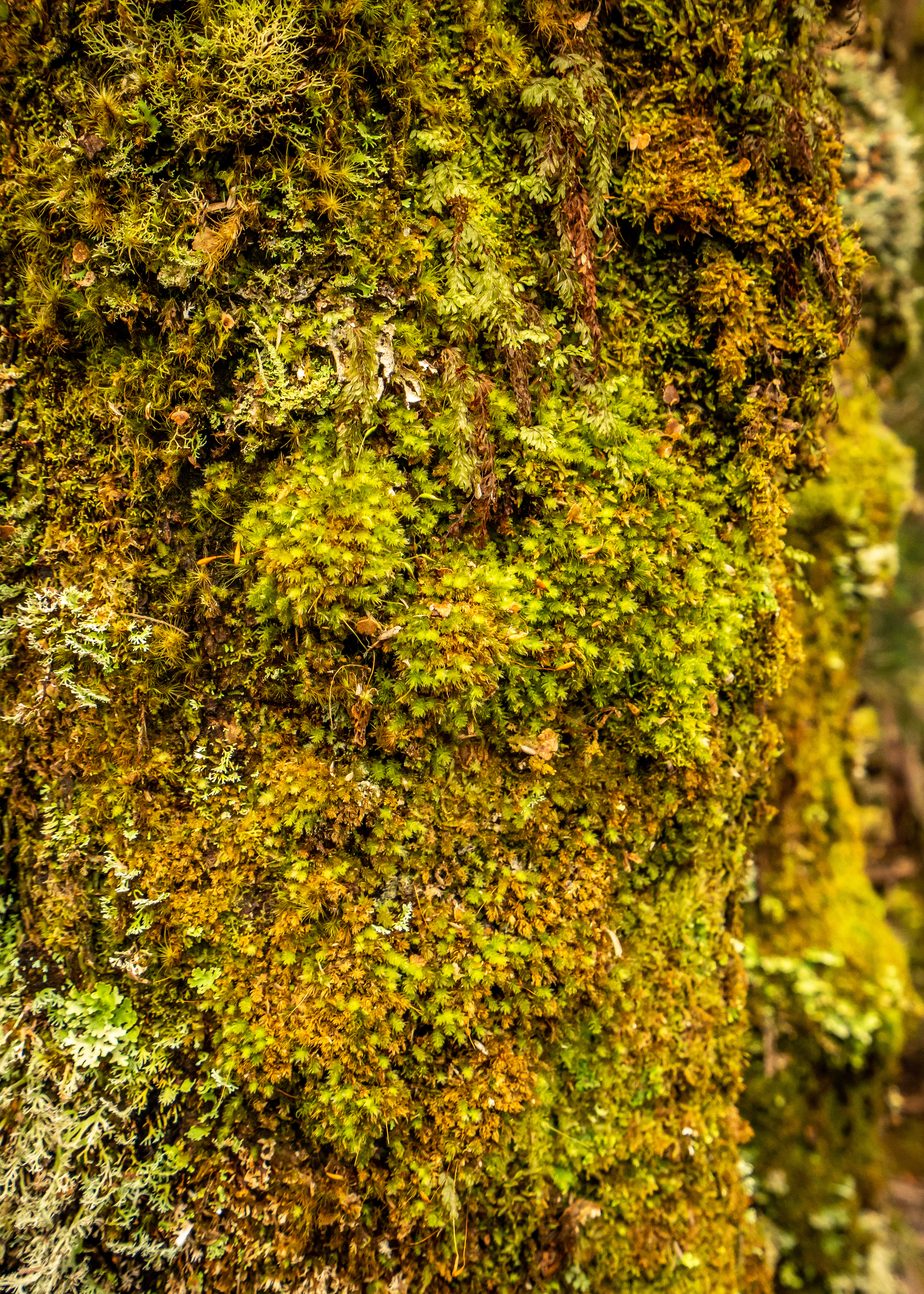 Love a bit of moss