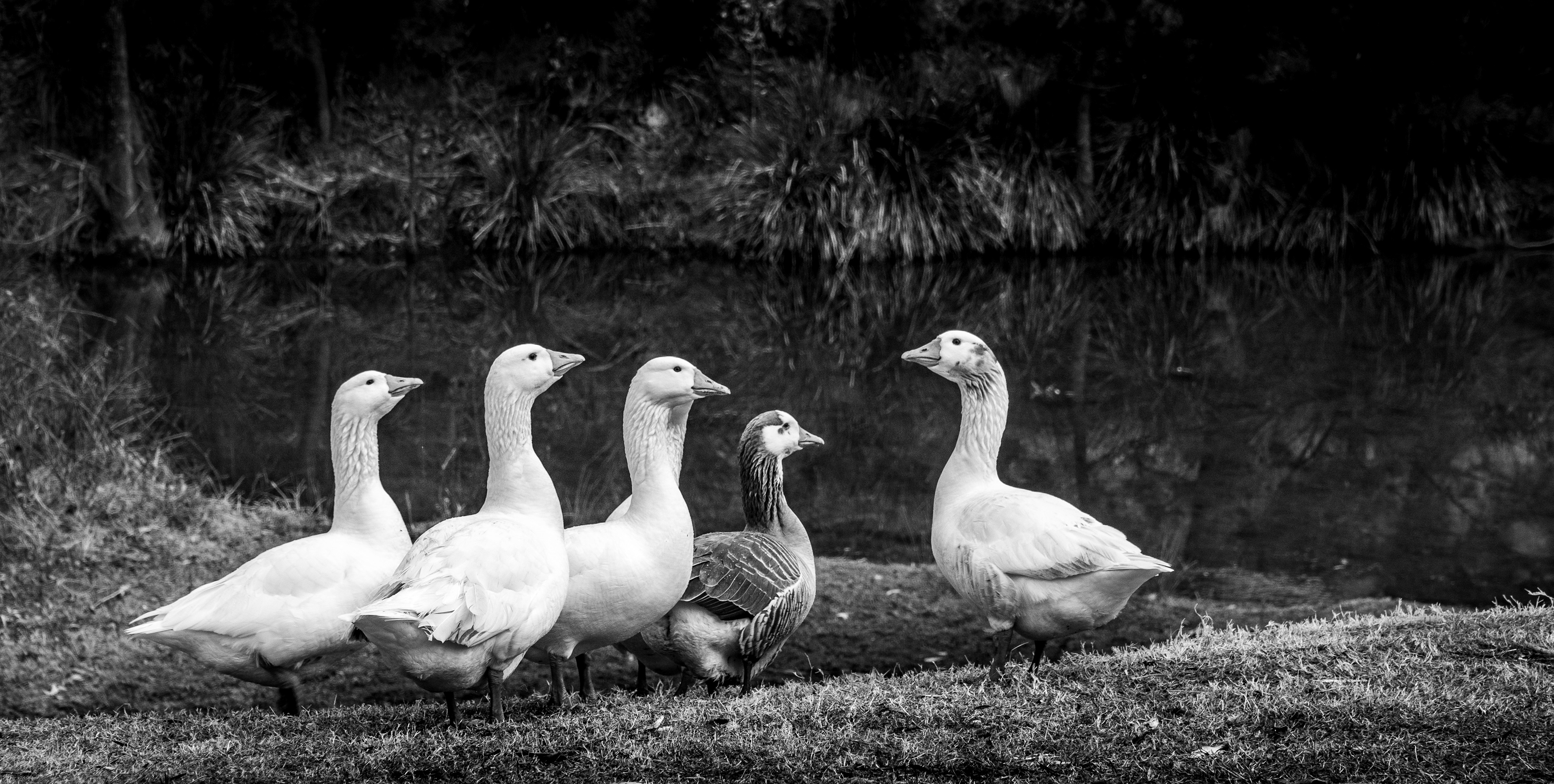 "You're a goose." "Im a goose? No you're a goose"
