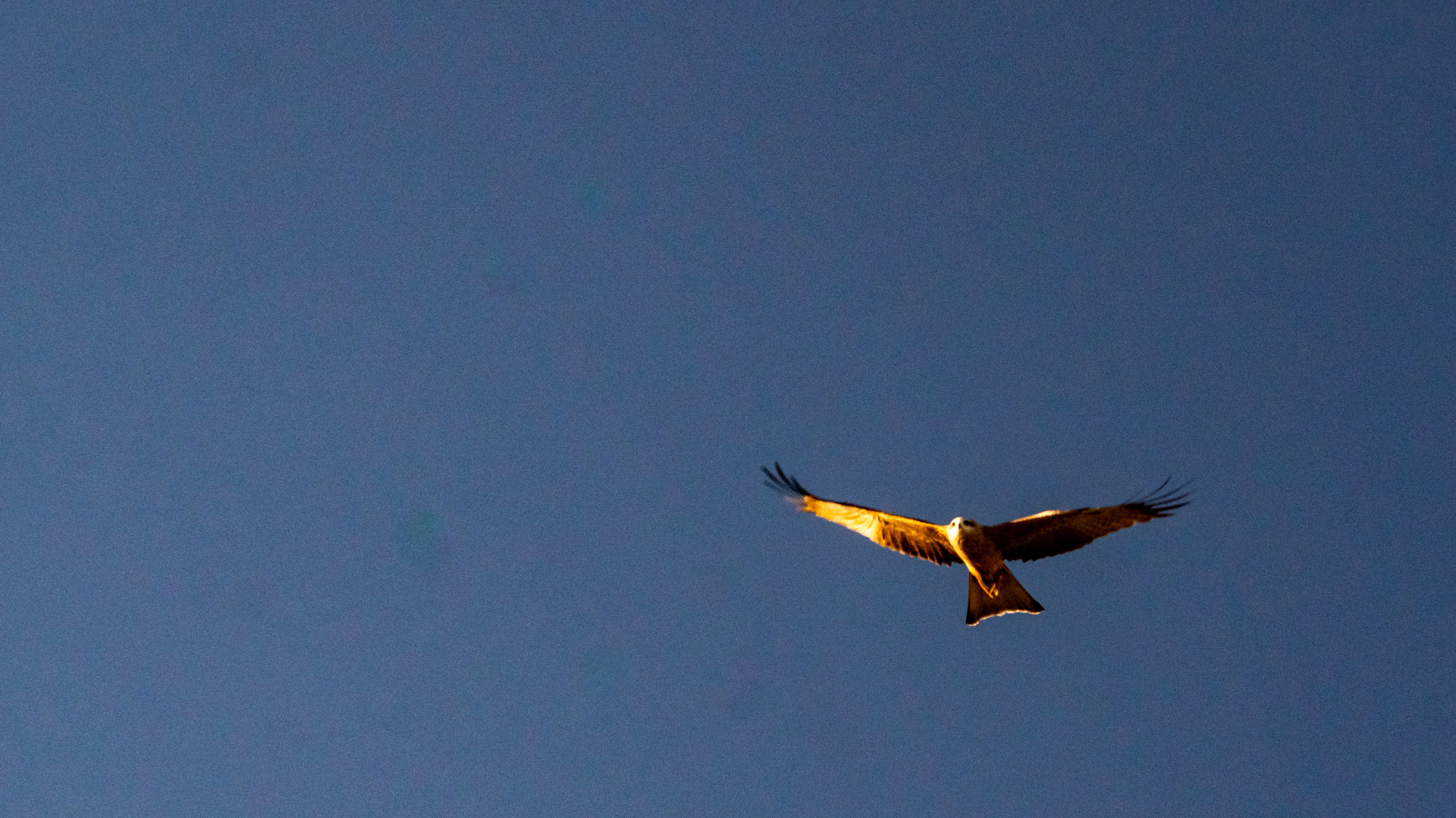 Black kite on the prowl