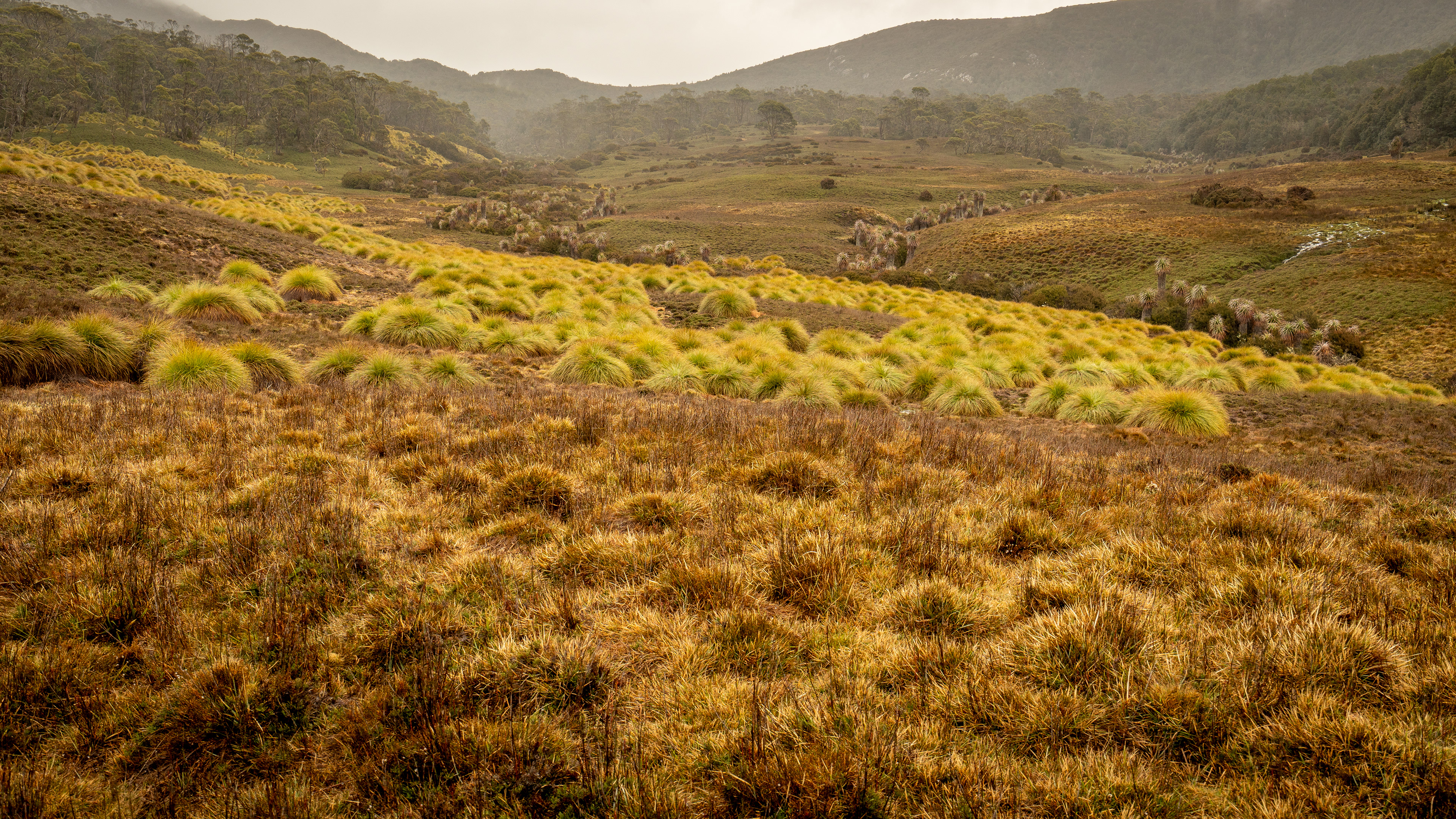 Button grass meadows