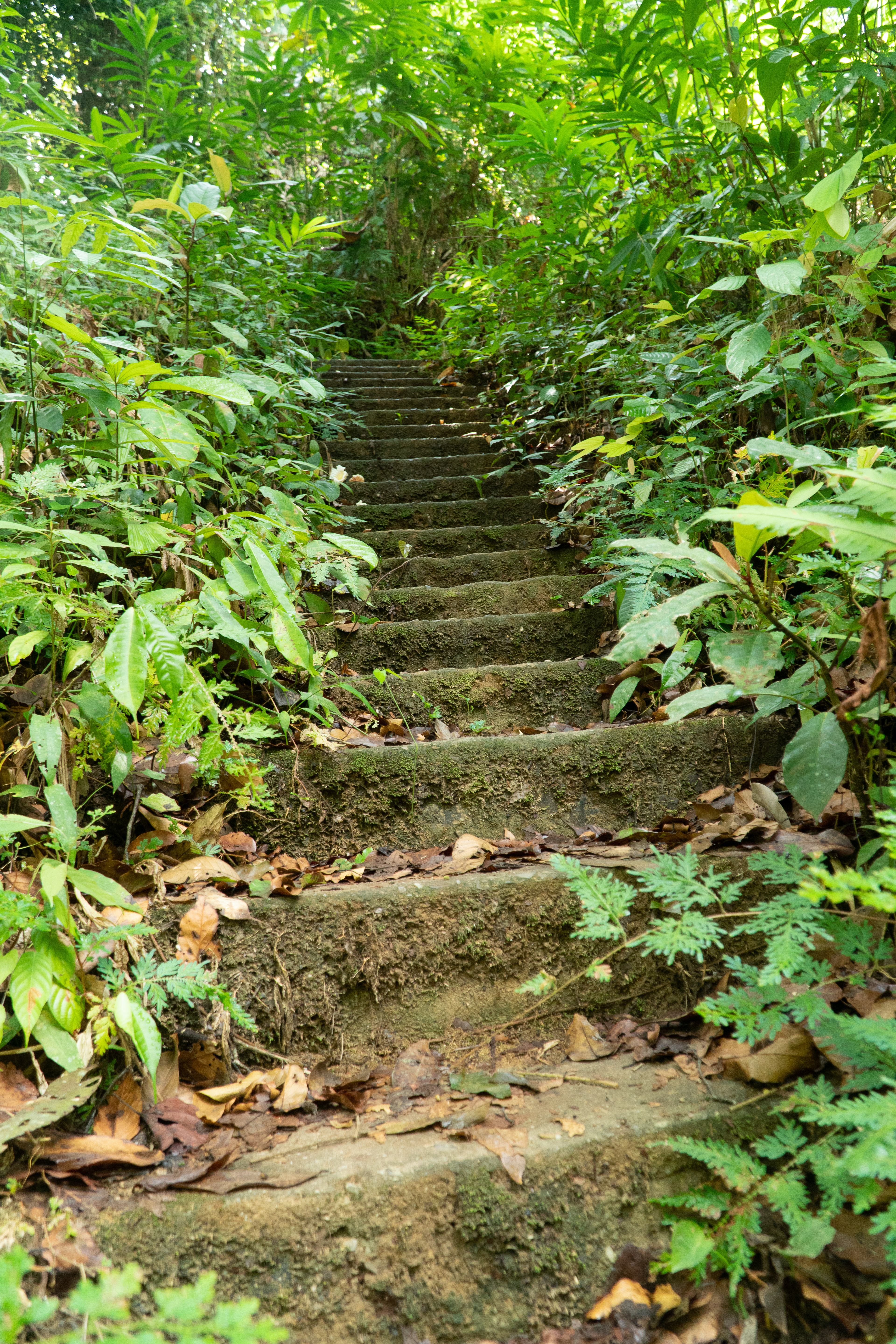 Jungle stairs