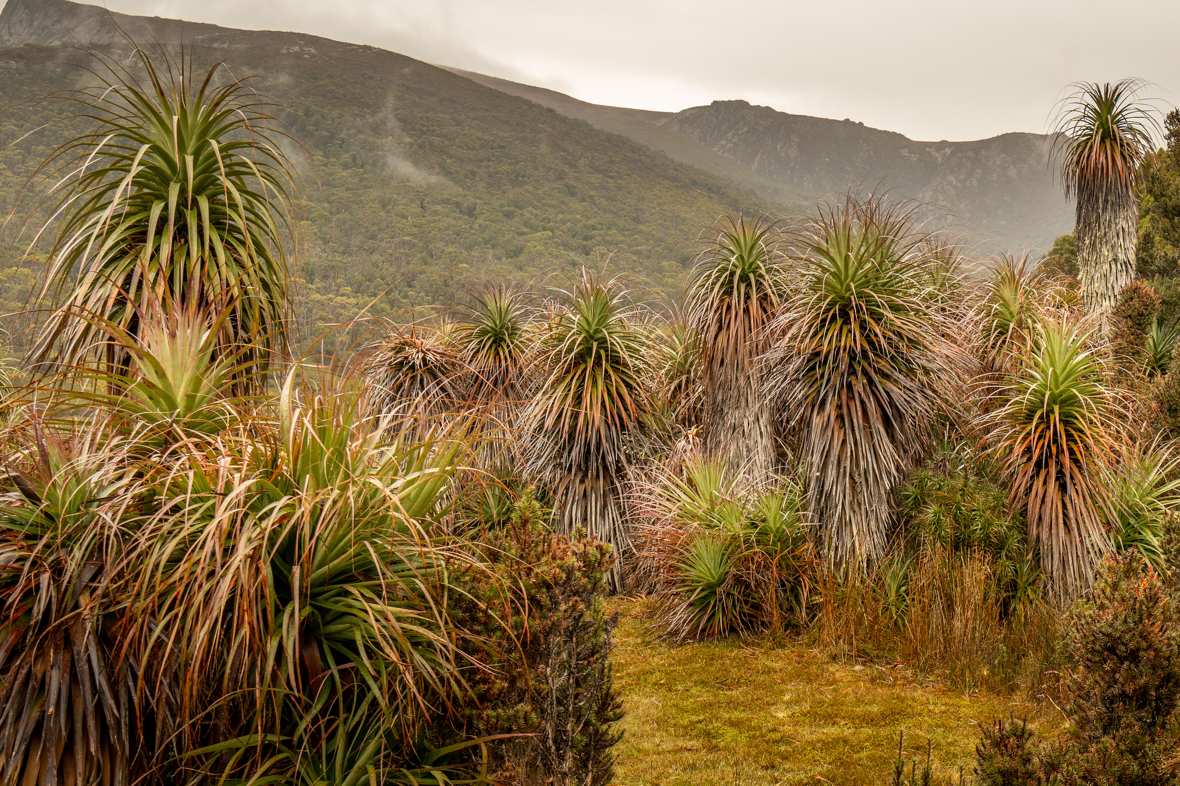 Pandani (Giant Grass Trees) were with us all the way