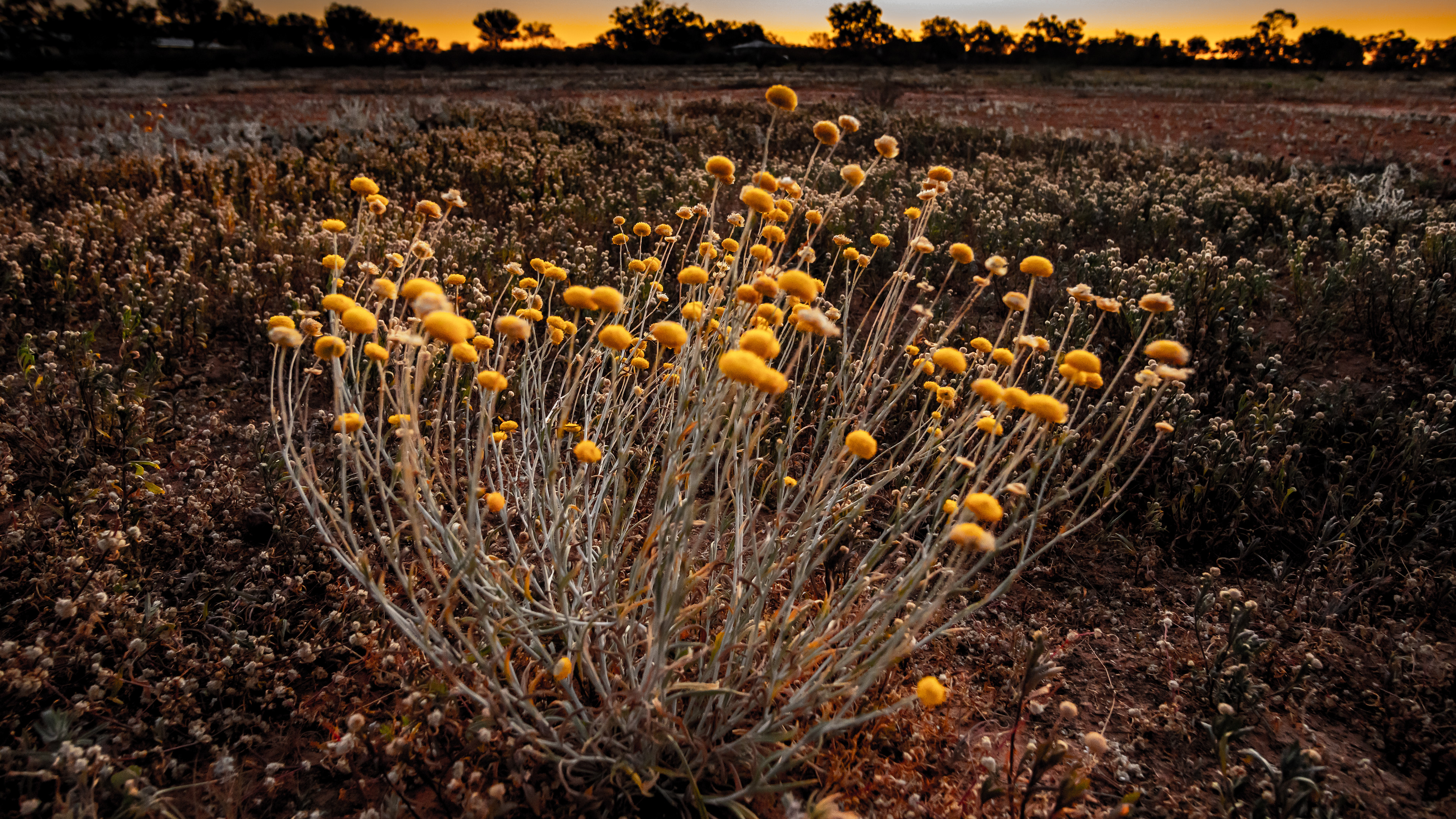 Golden desert bouquet