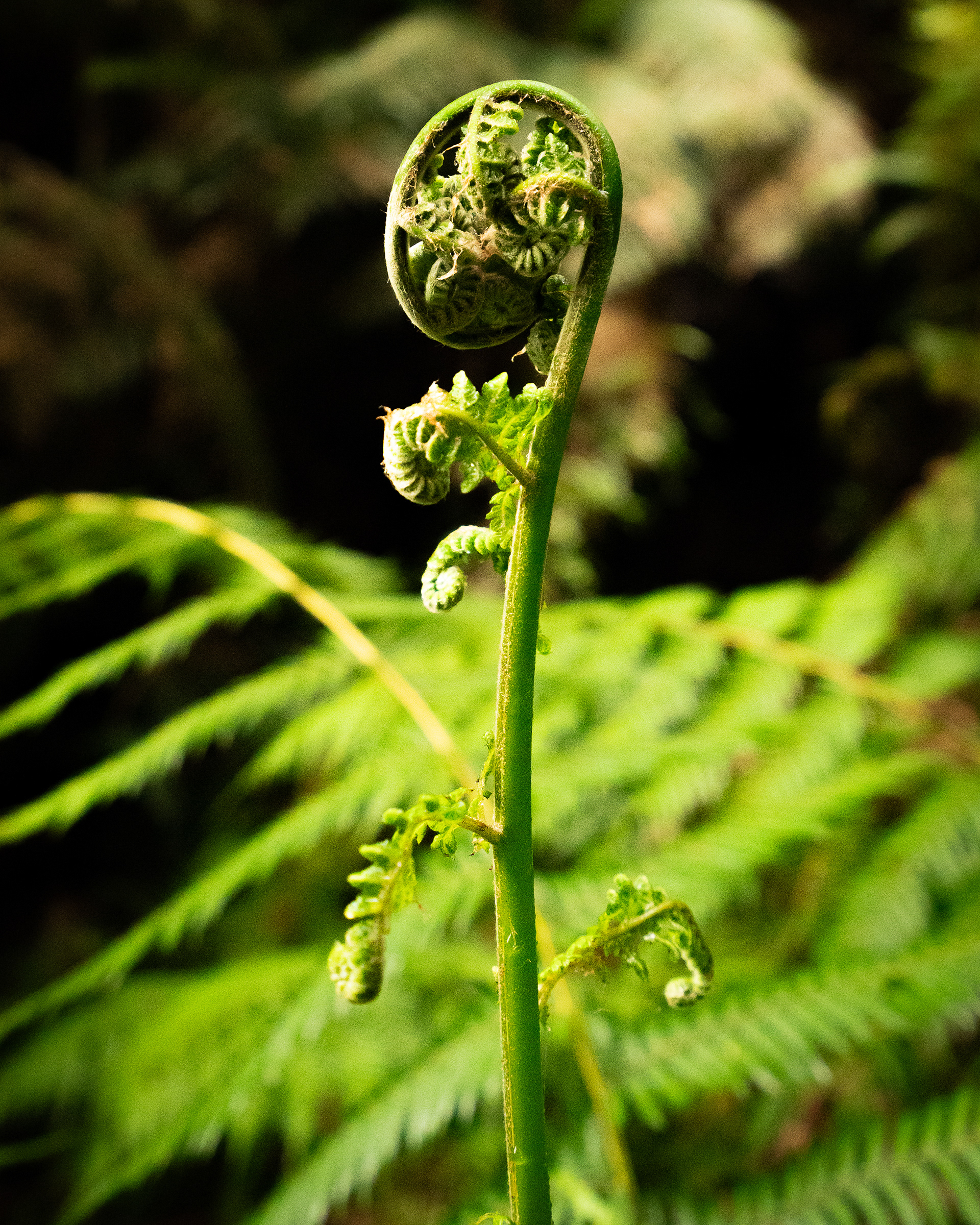 A fresh frond