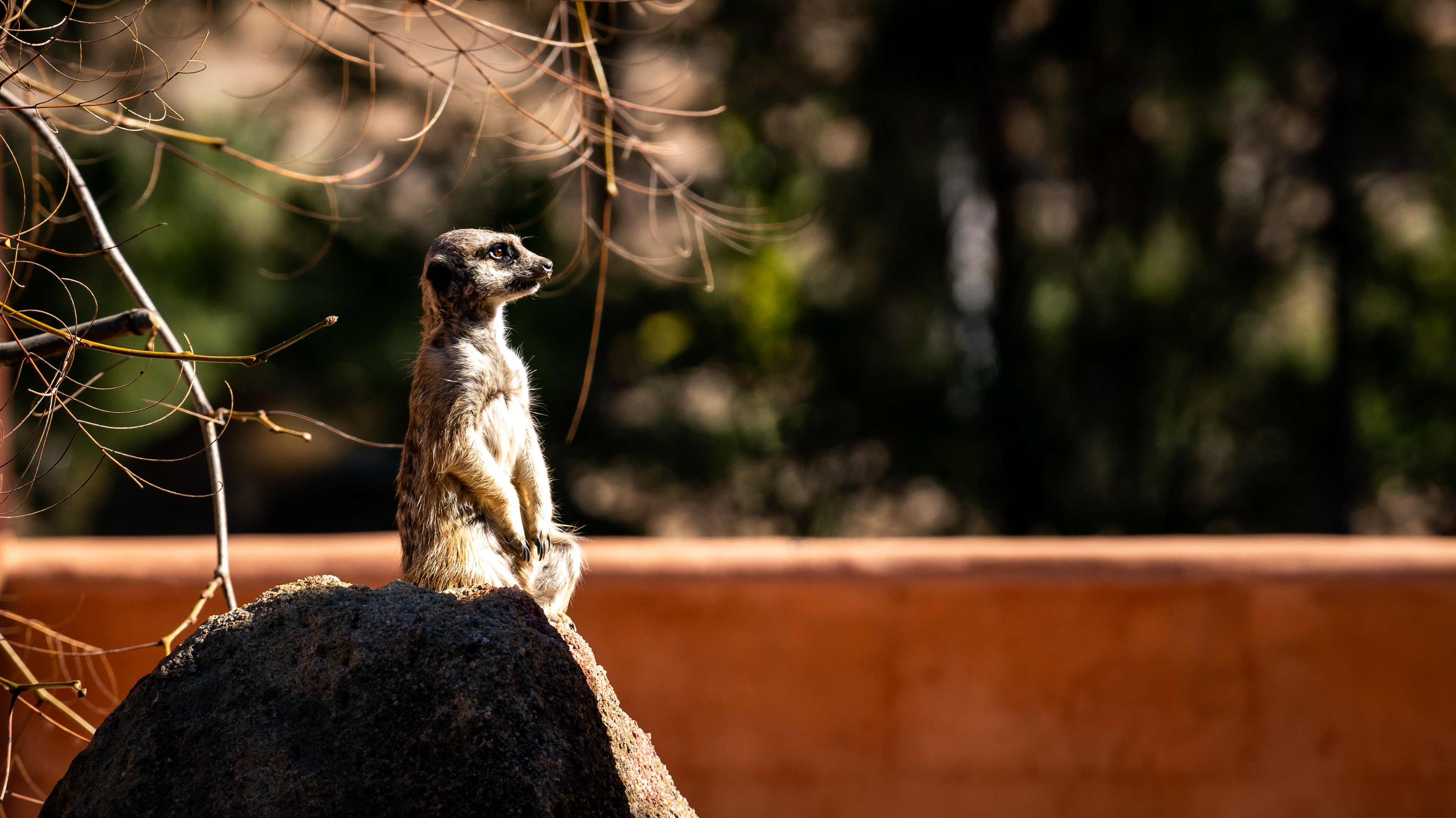 Thoughtful Meercat