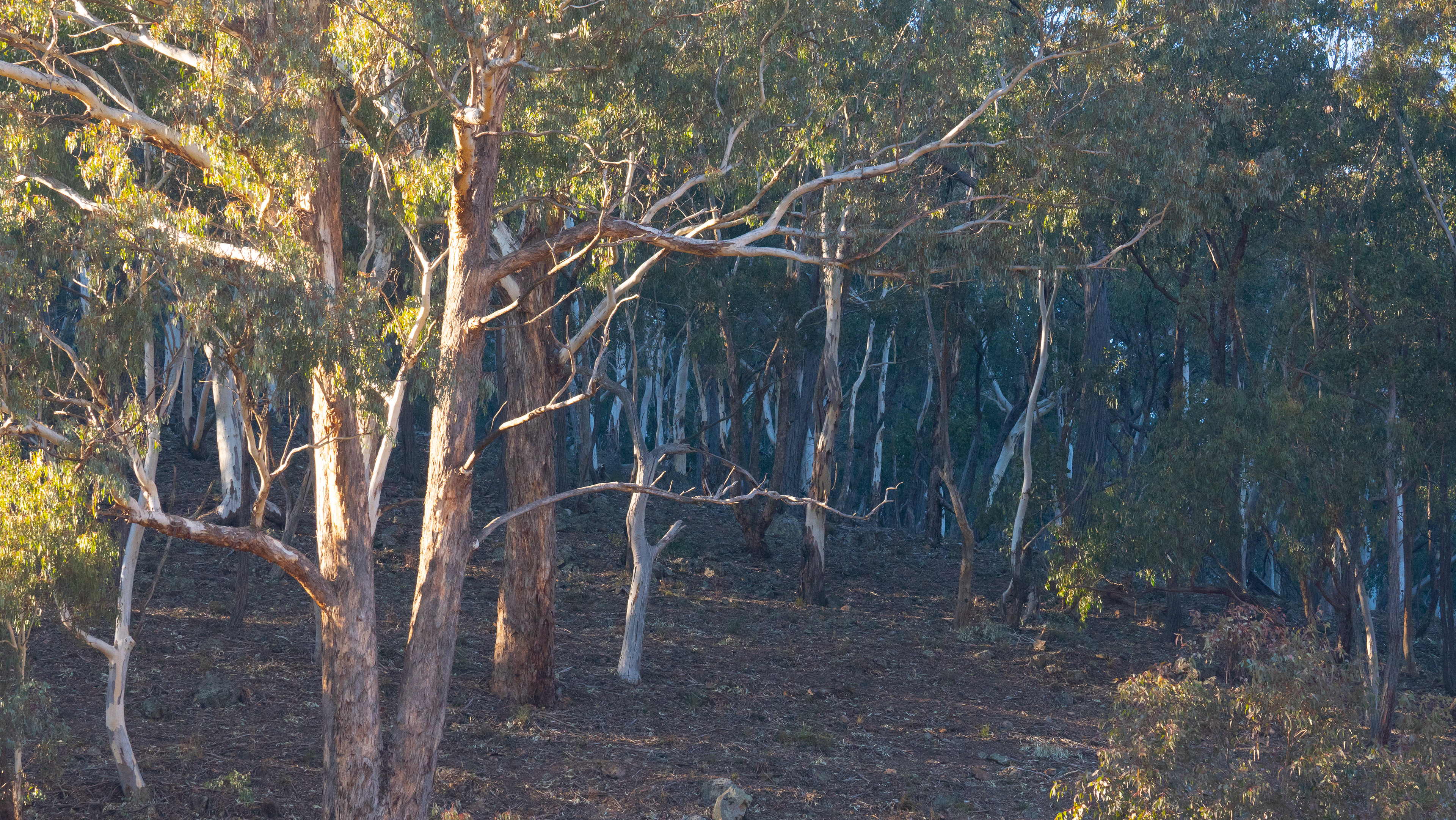 Trees