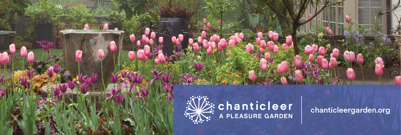 Chanticleer Garden ad showing the teacup fountain on a foggy day surrounded by pink and purple tulips