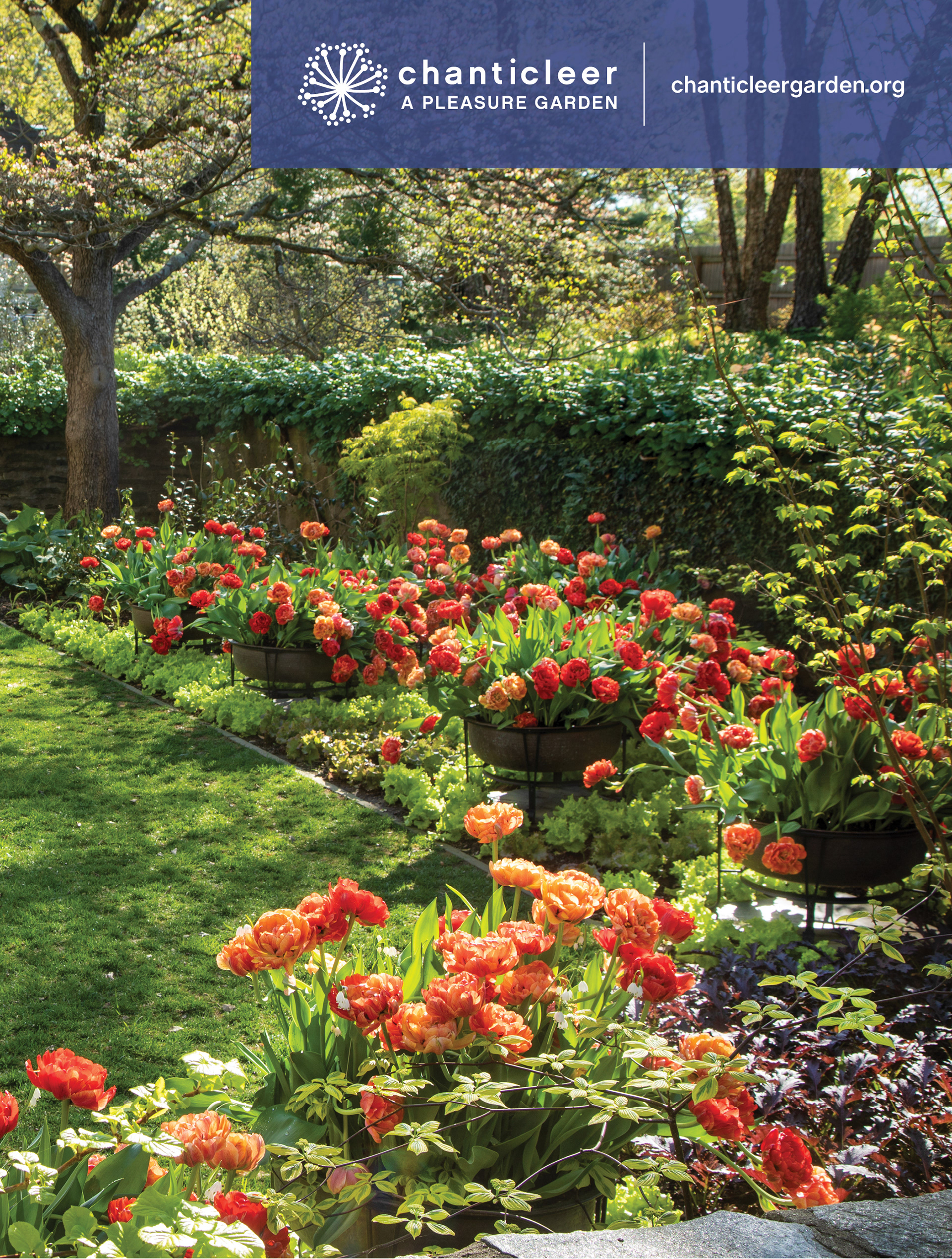 Chanticleer Garden print ad showing fancy red tulips in several red pots lining the edge of a yard on a sunny spring day