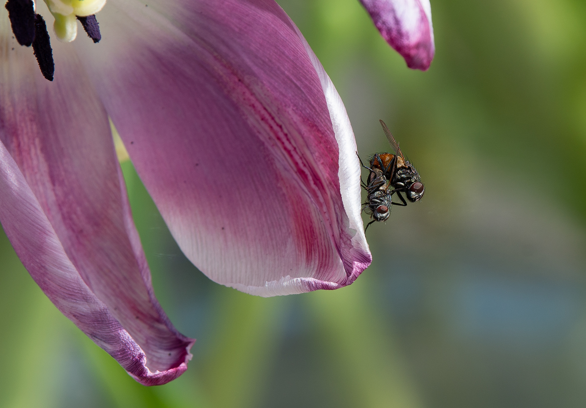Macro