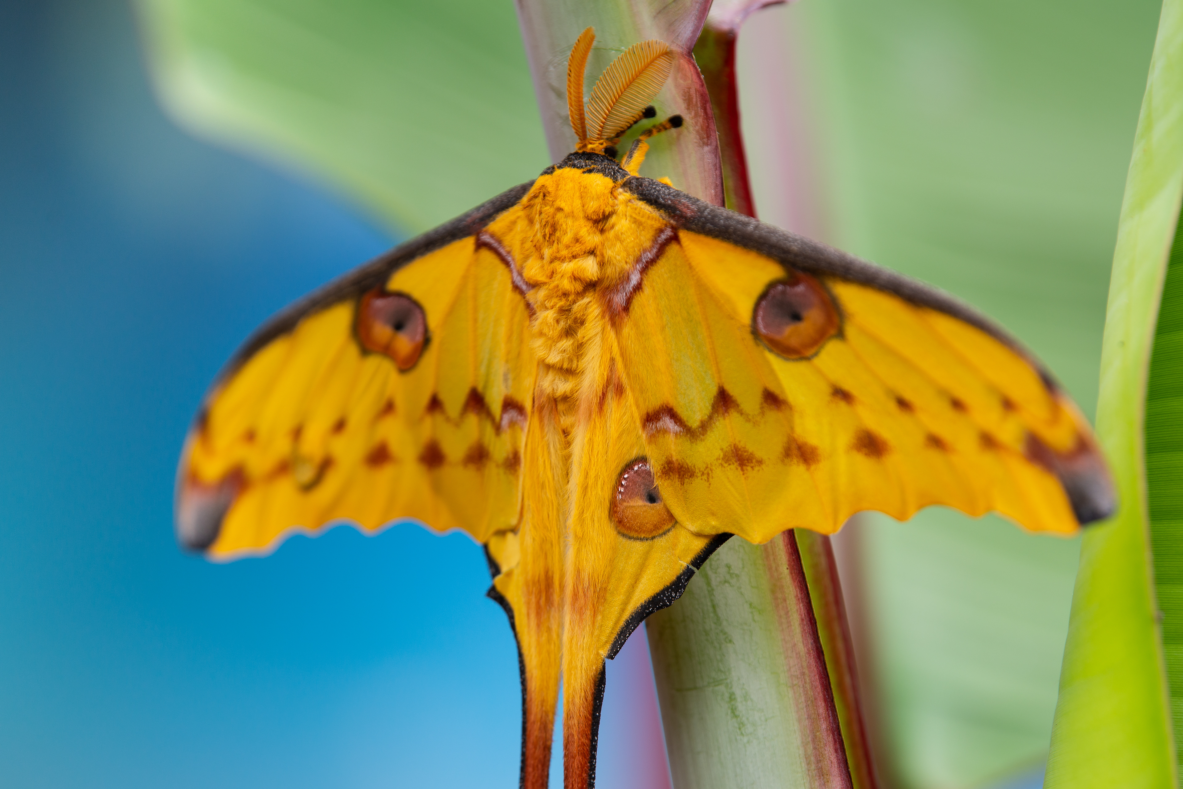 Butterflies