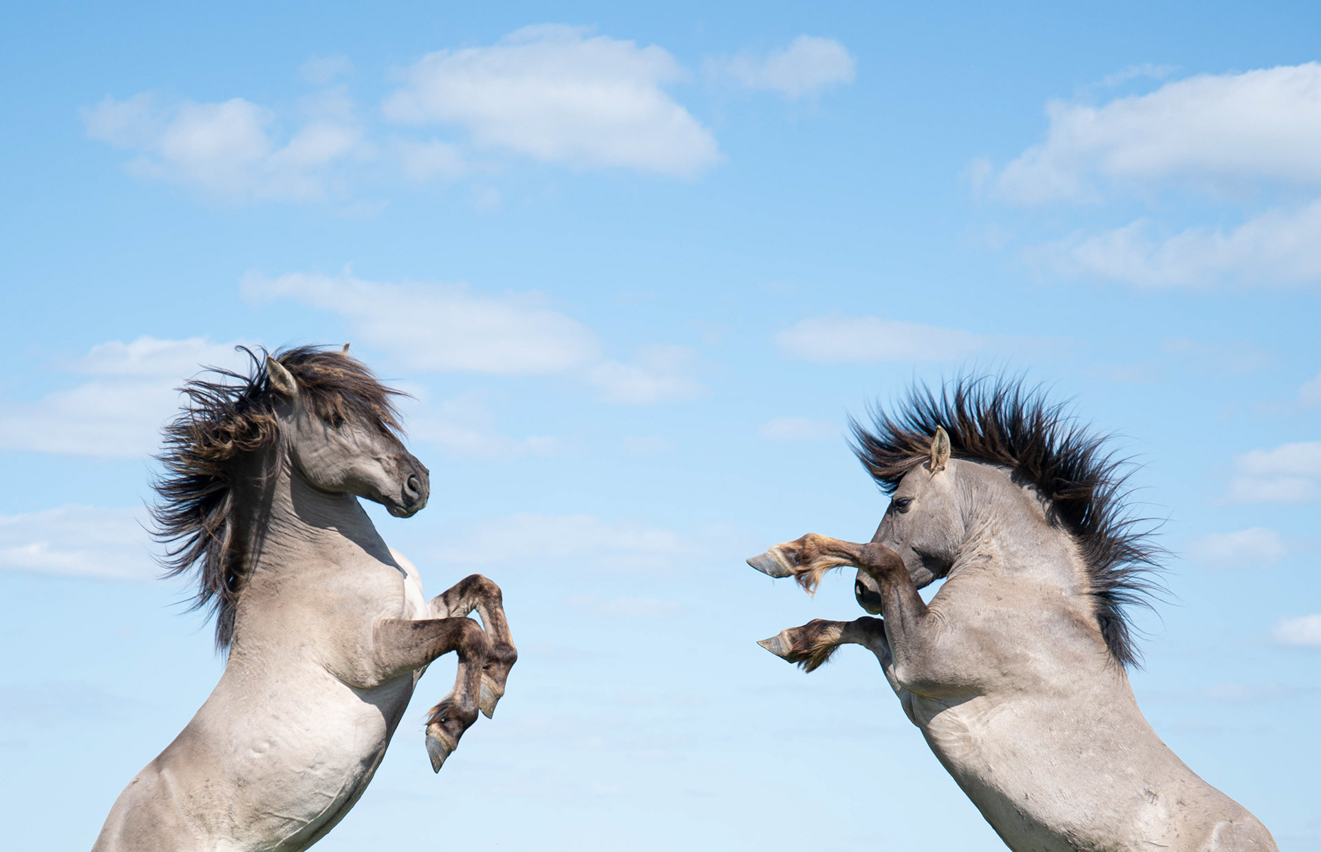 Horses