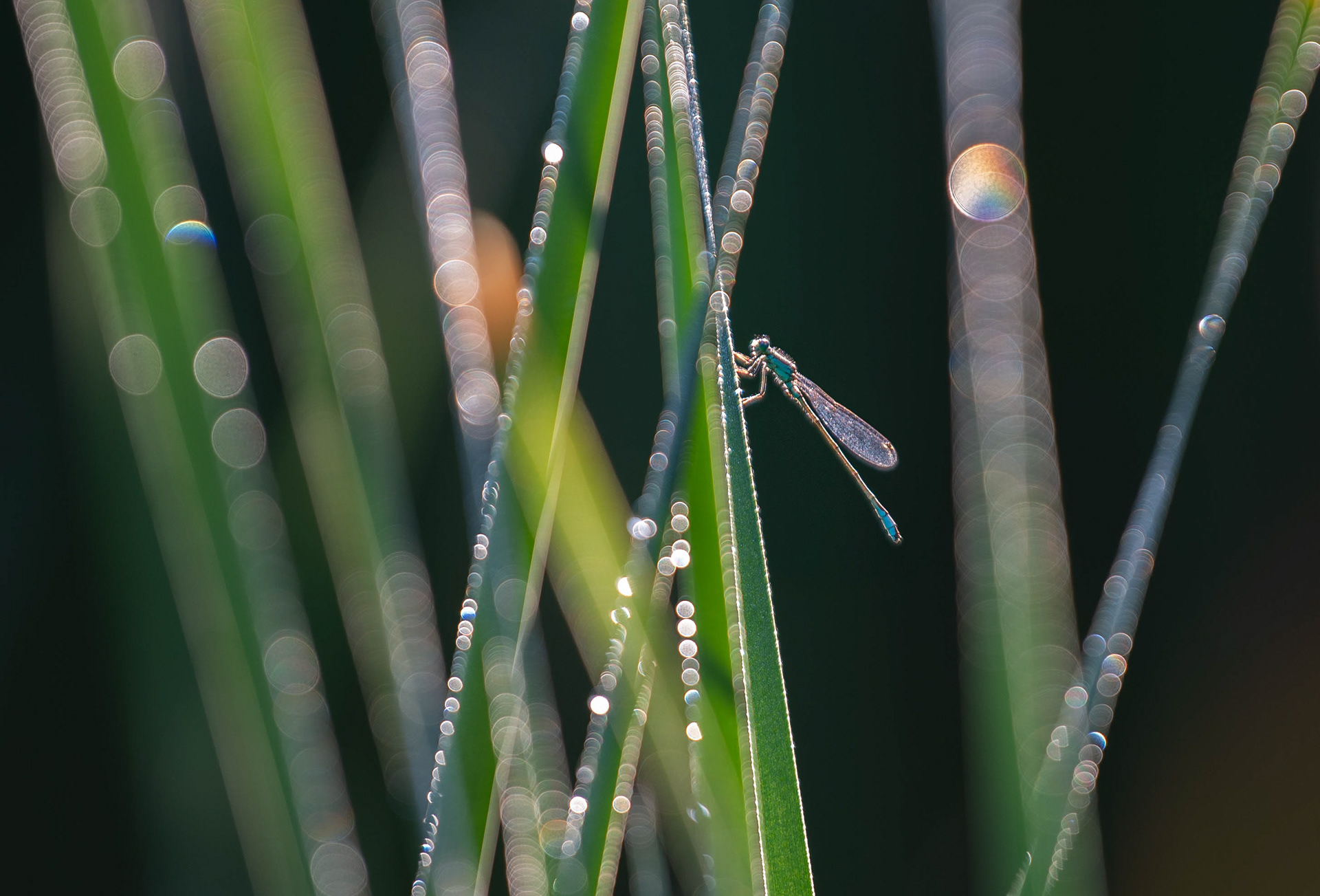 Macro