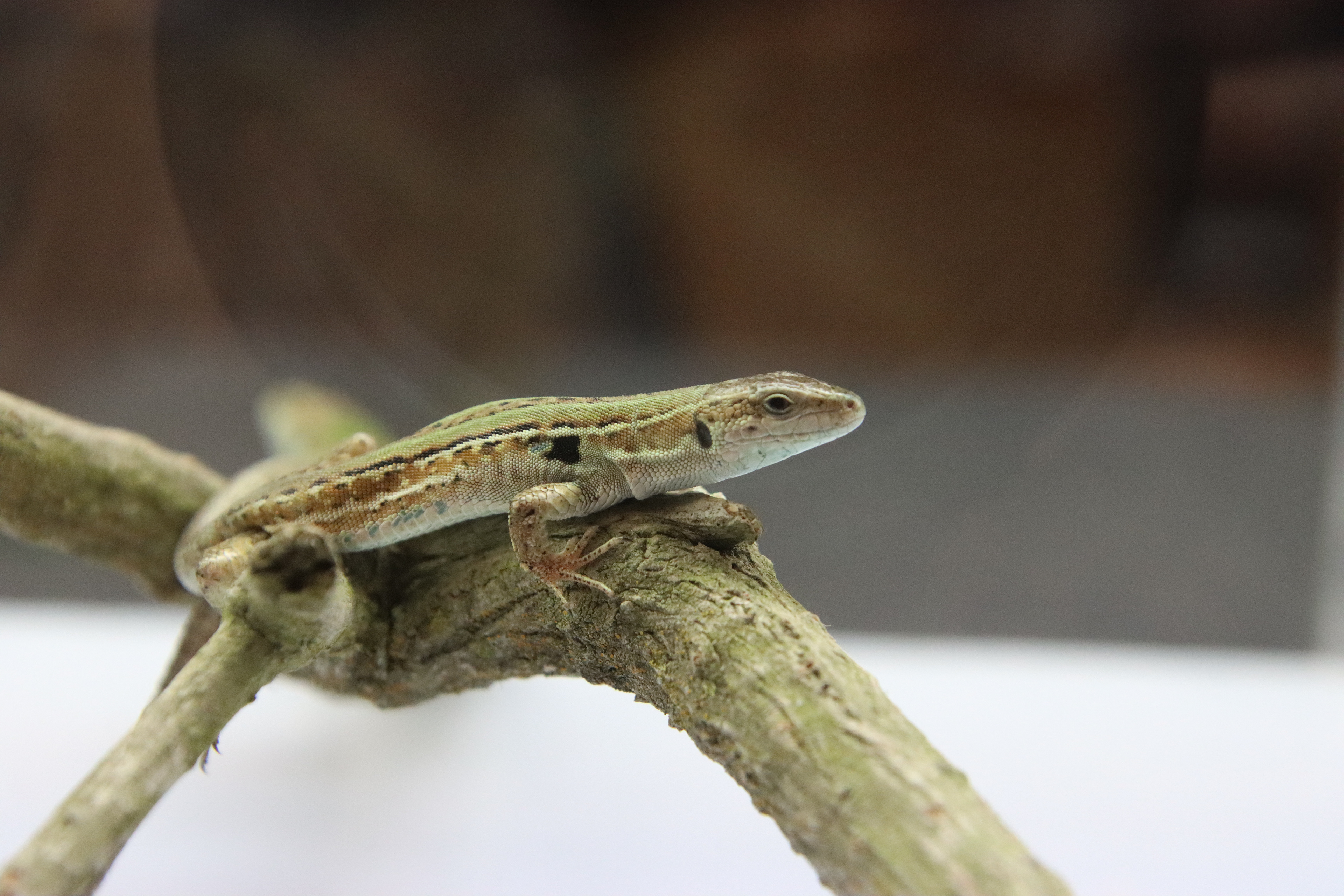 Italian Wall Lizard