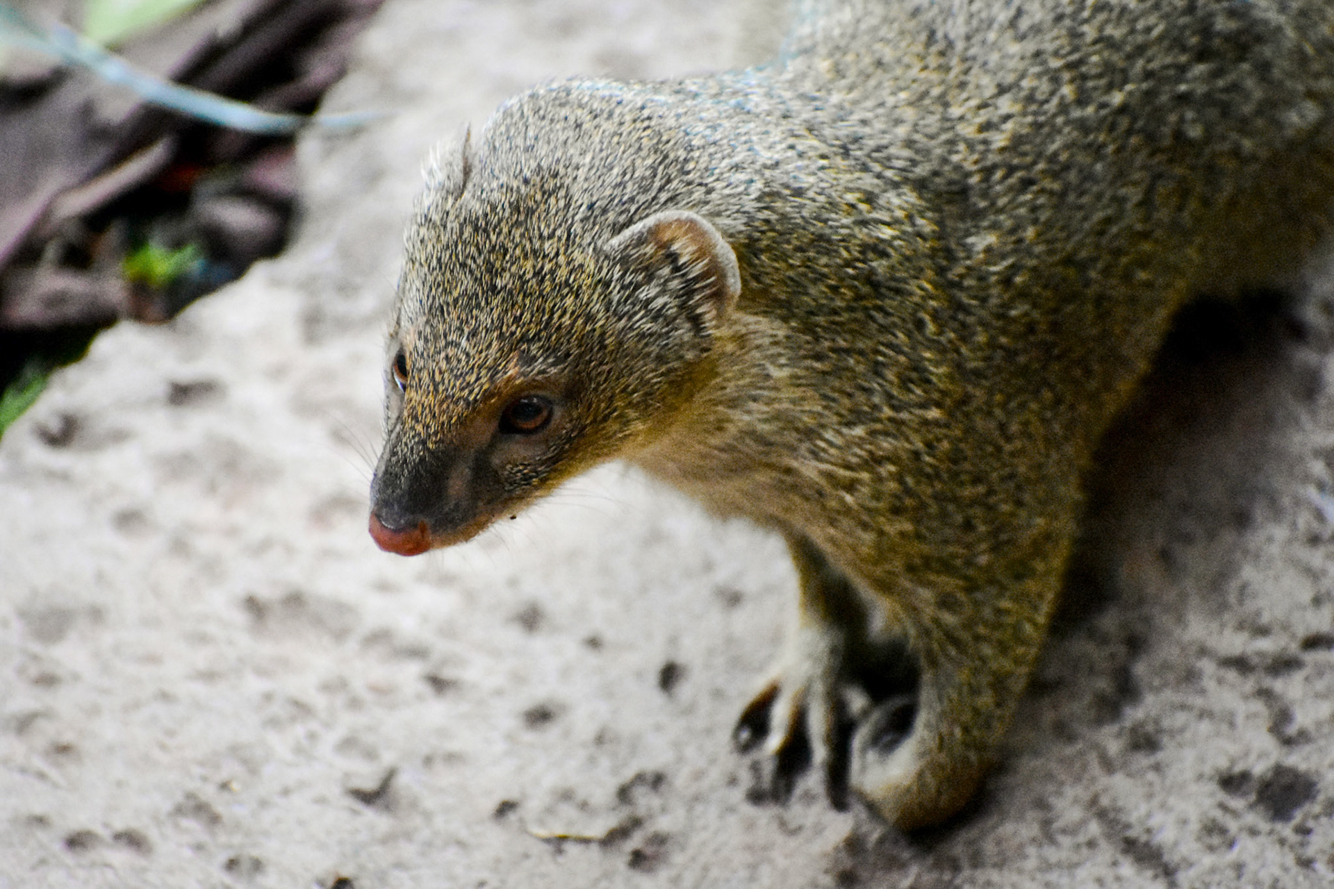 Mongoose