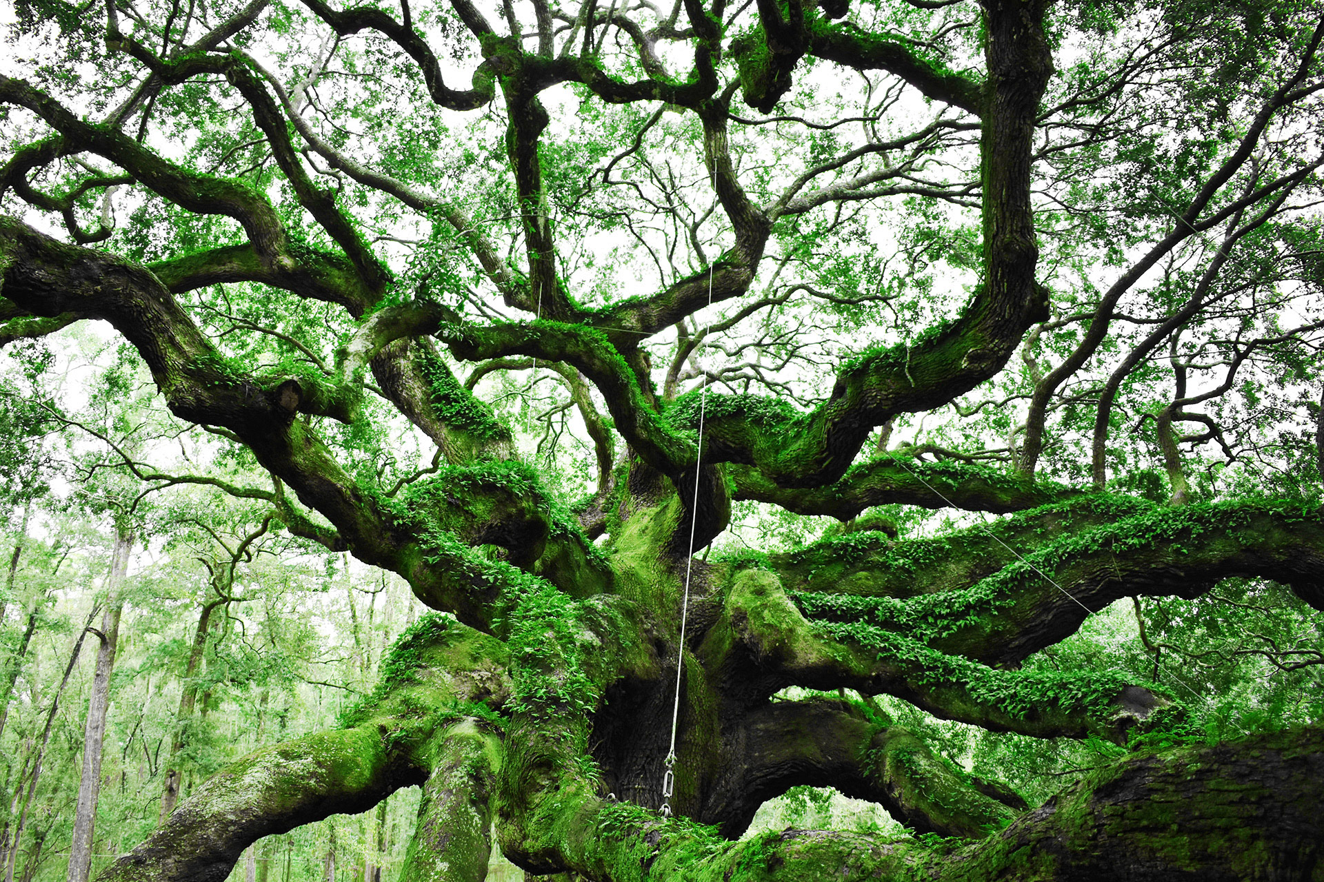 Angel Oak 01