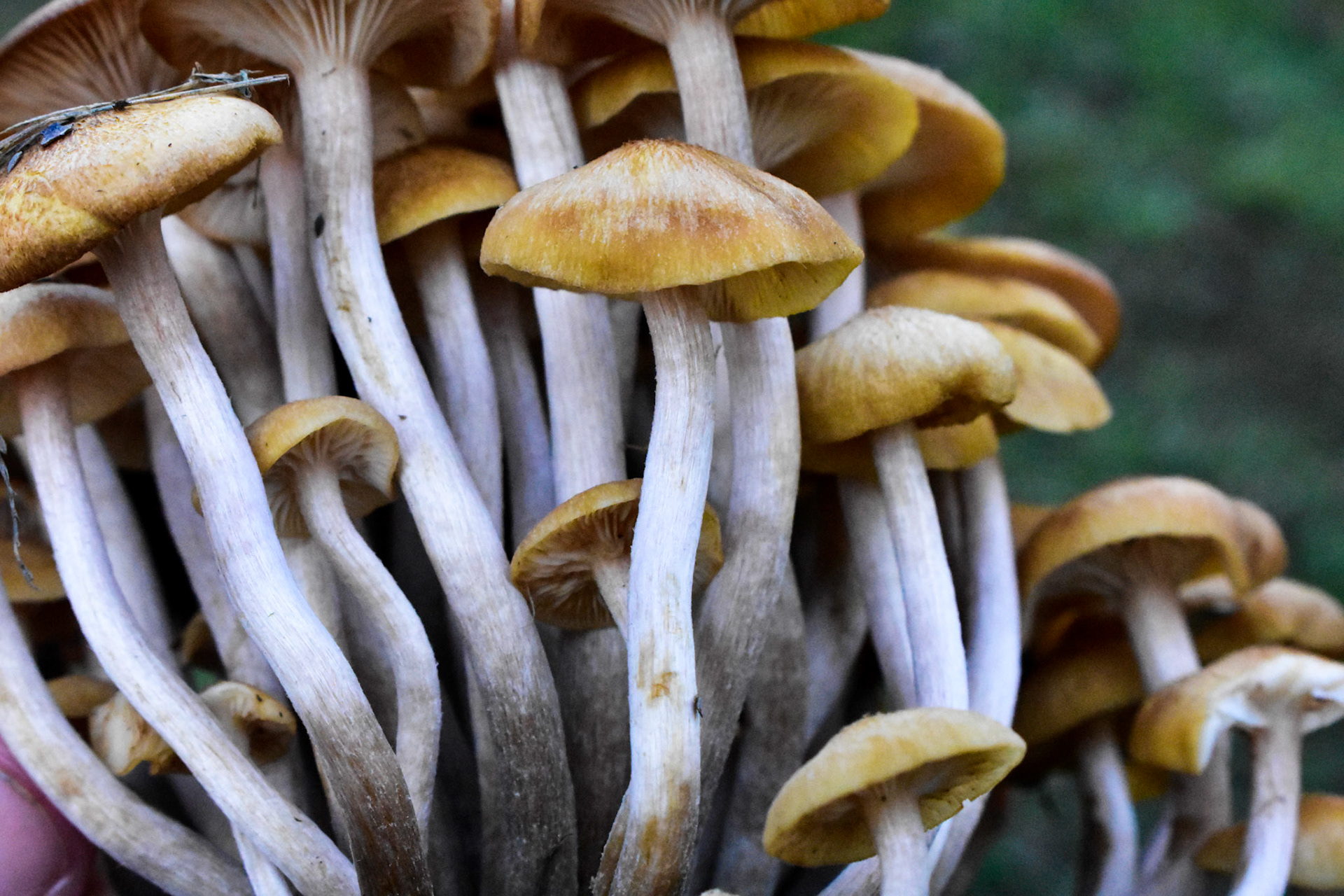Fungi