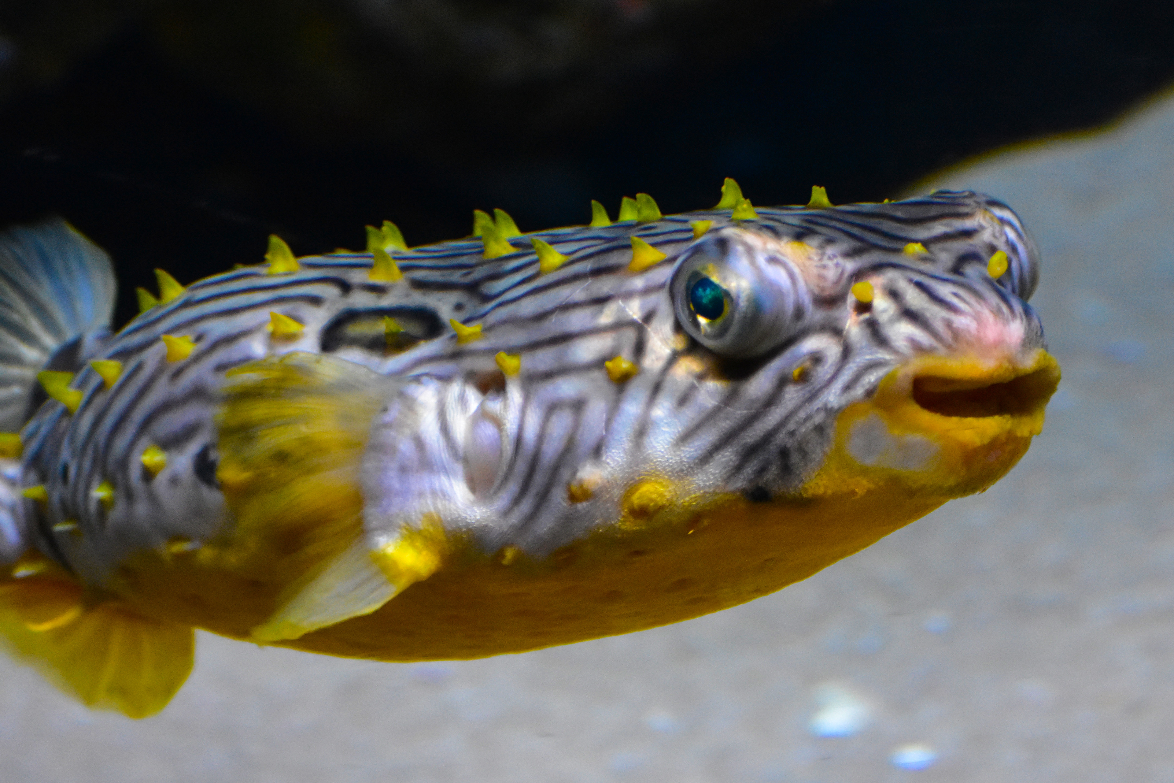 Pufferfish