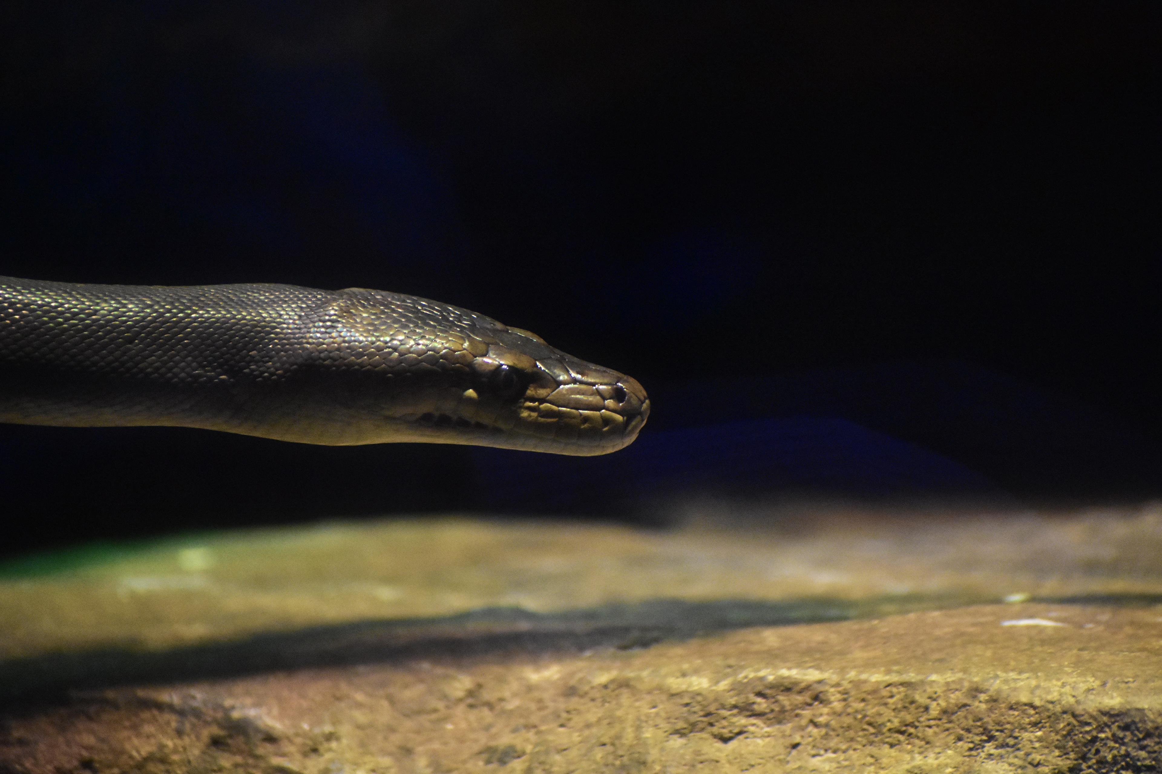 Snake
