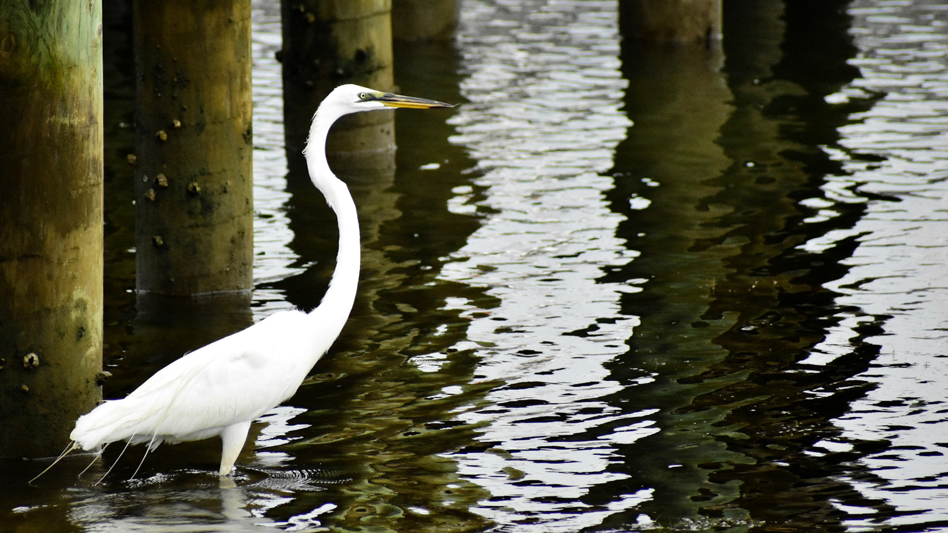 White Heron 04