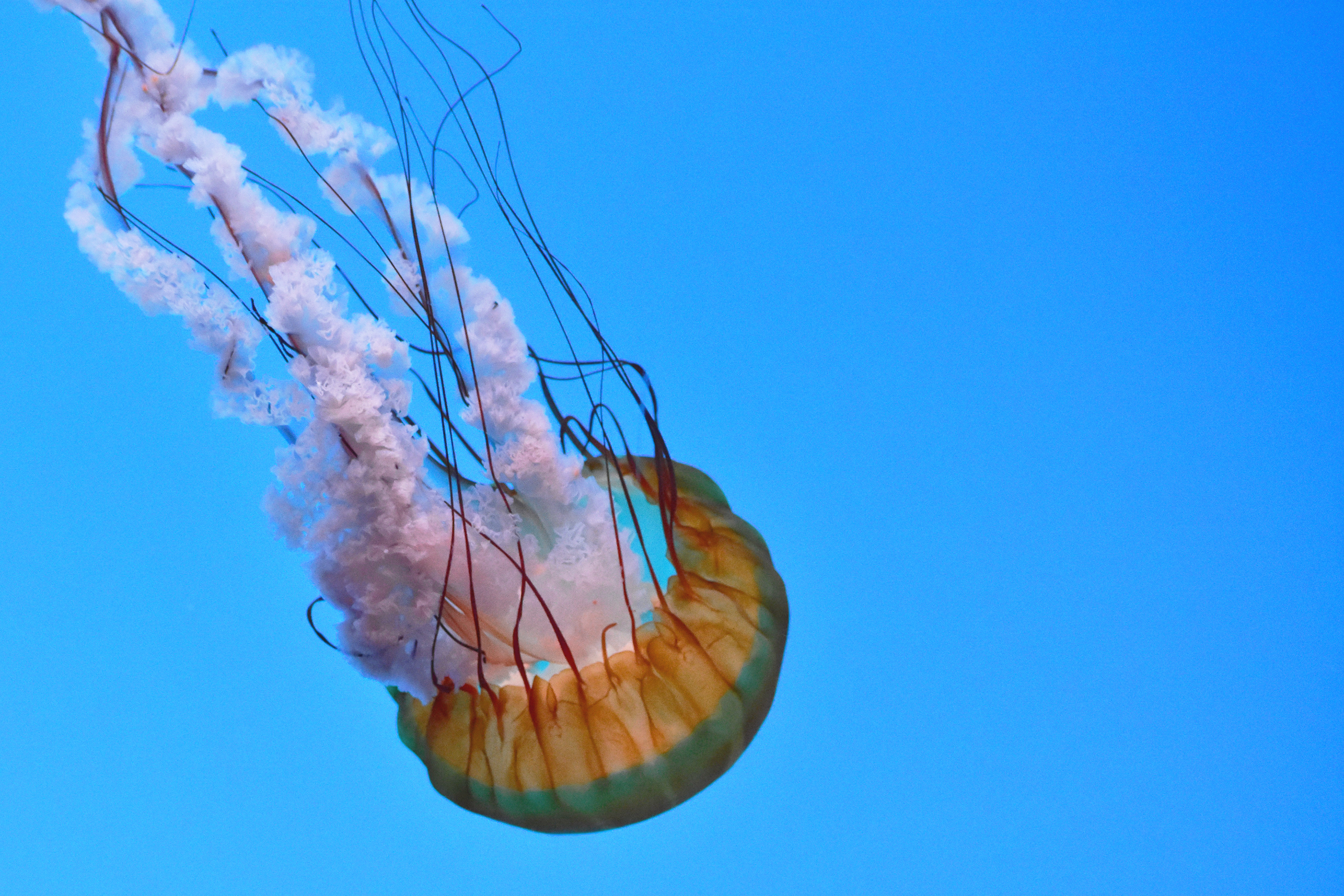 Jellyfish
