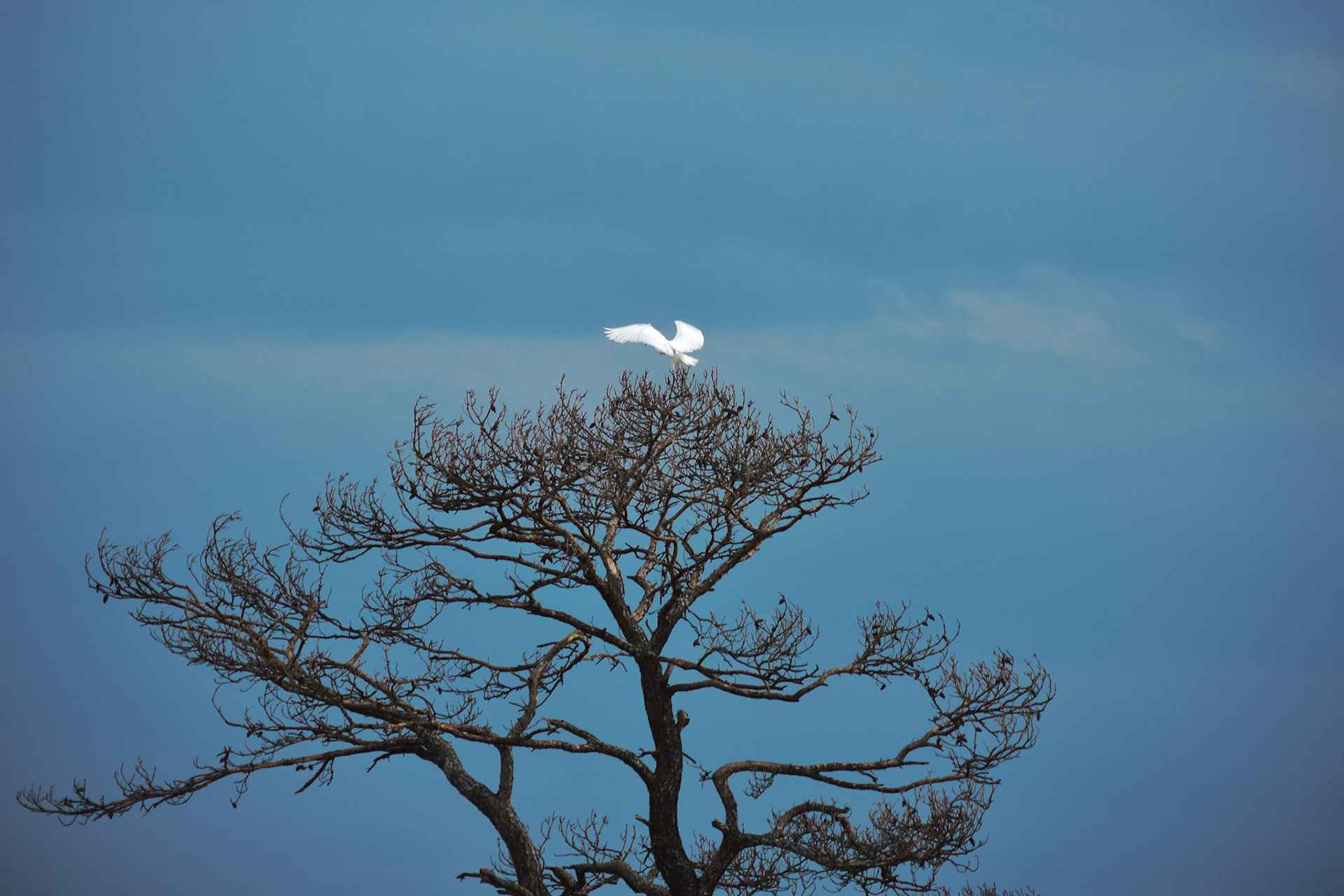 White Heron 01