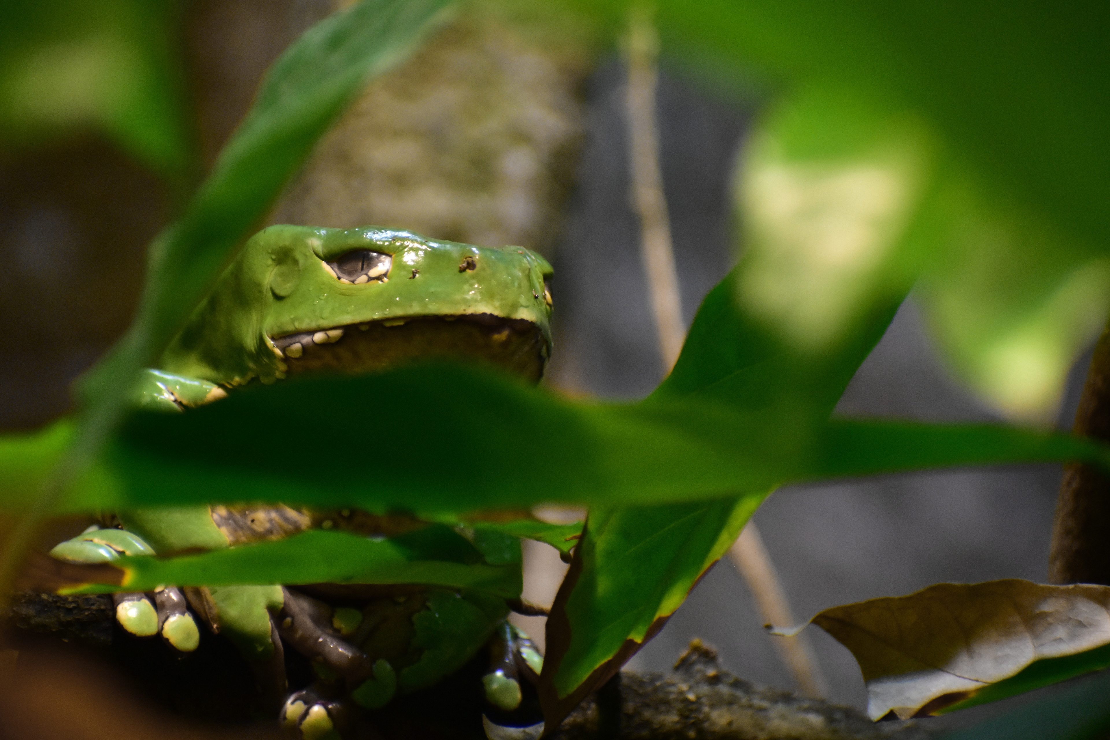 Frog