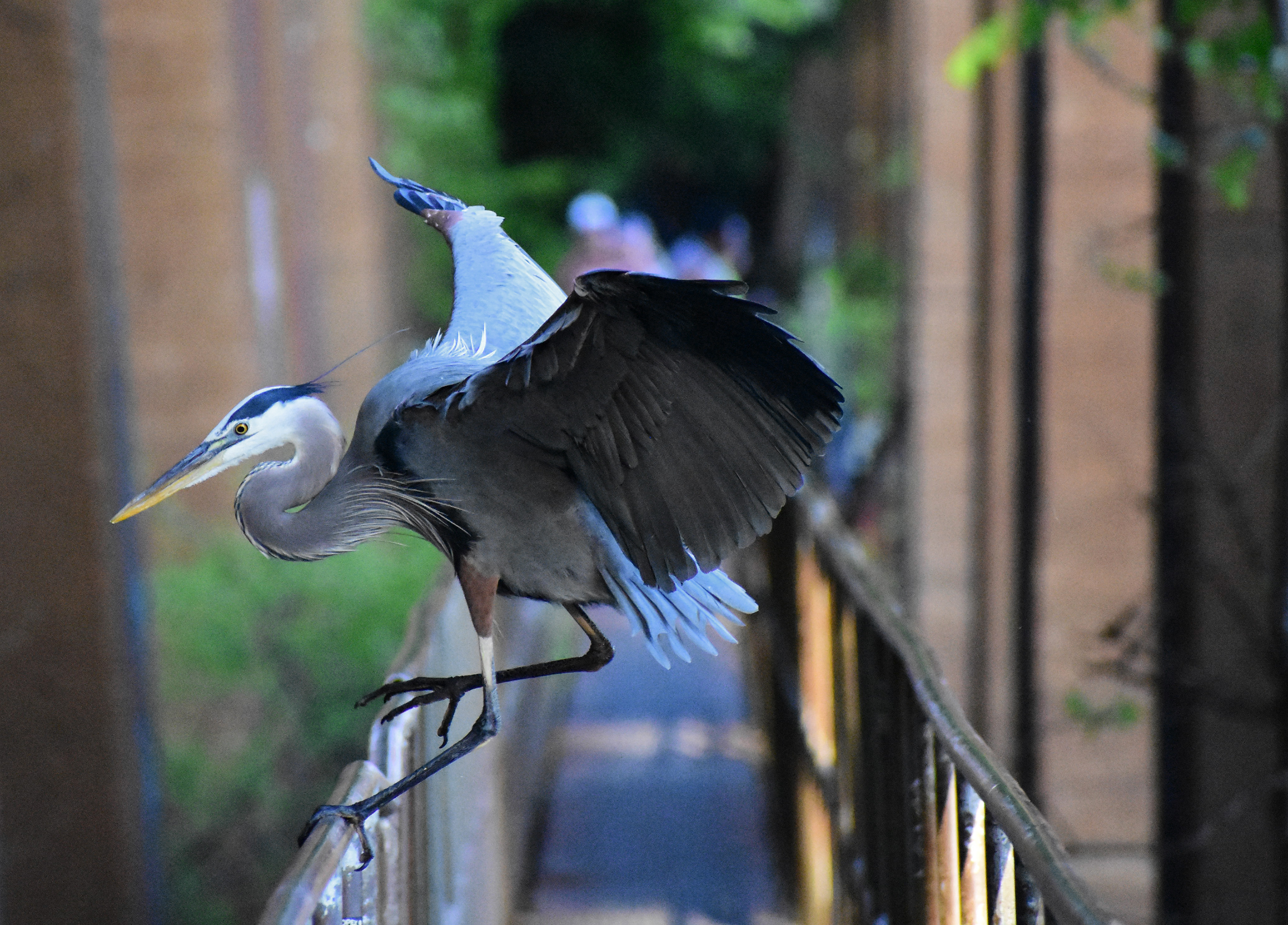 Blue Heron 01