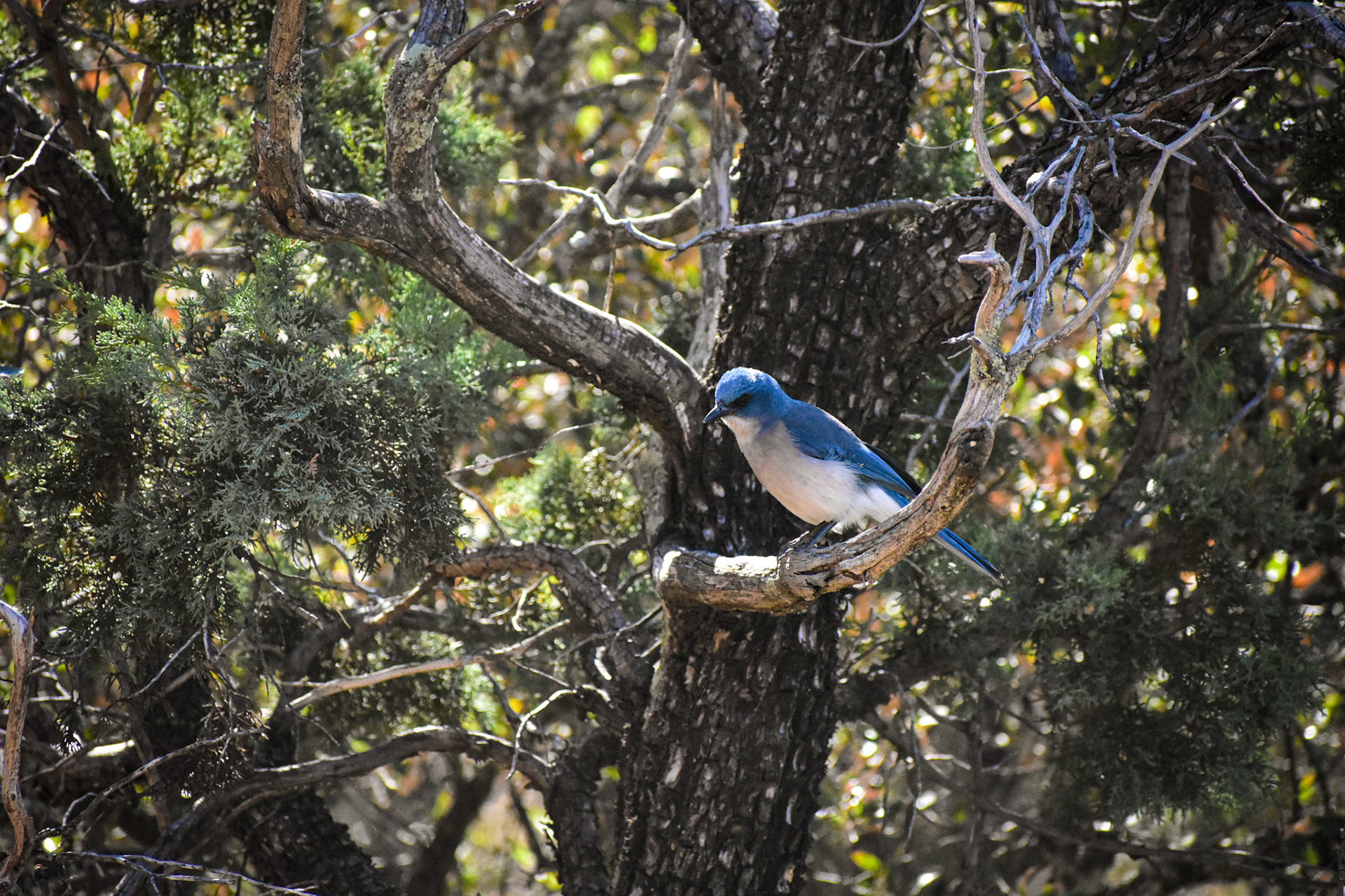 Bluebird