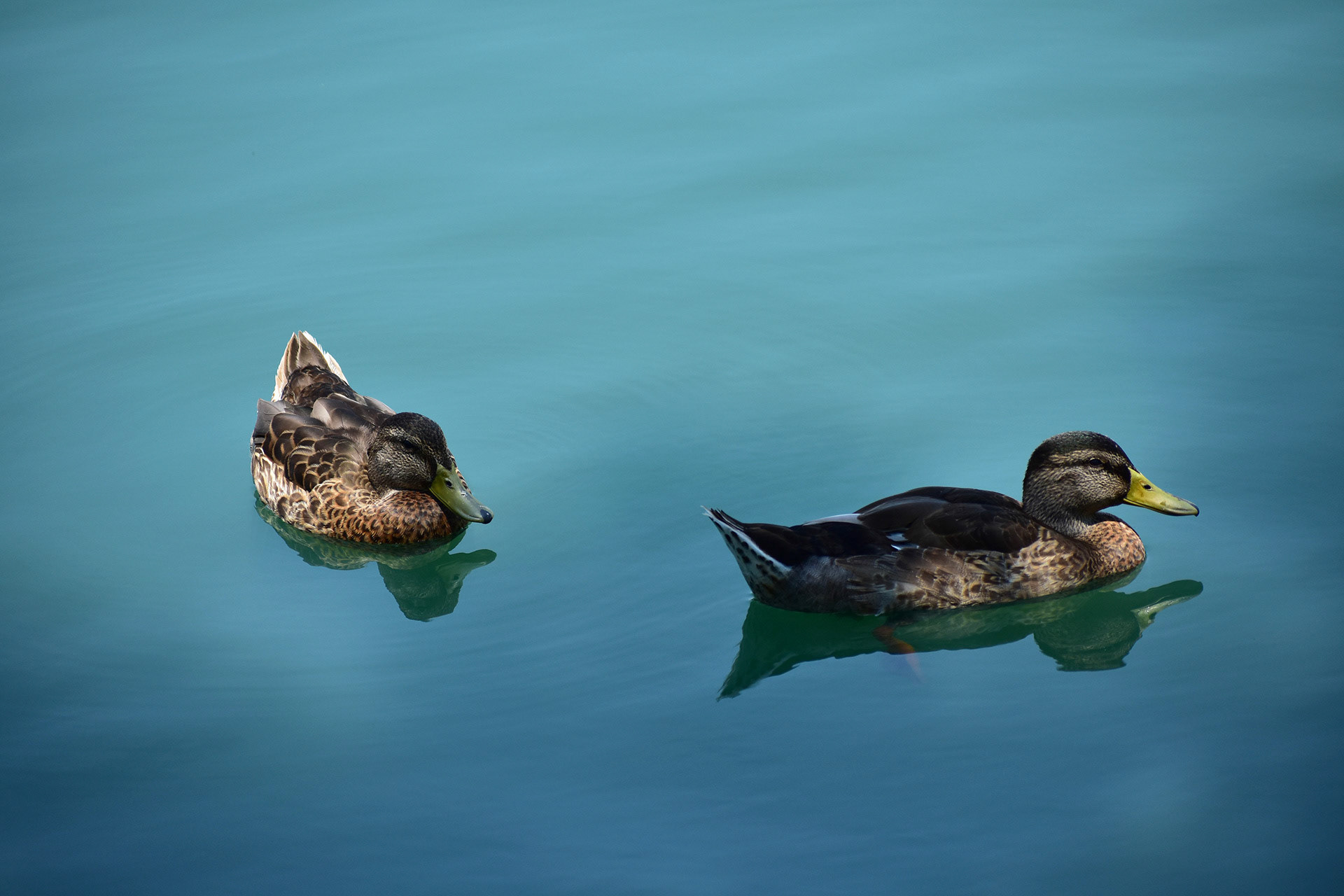 Ducks