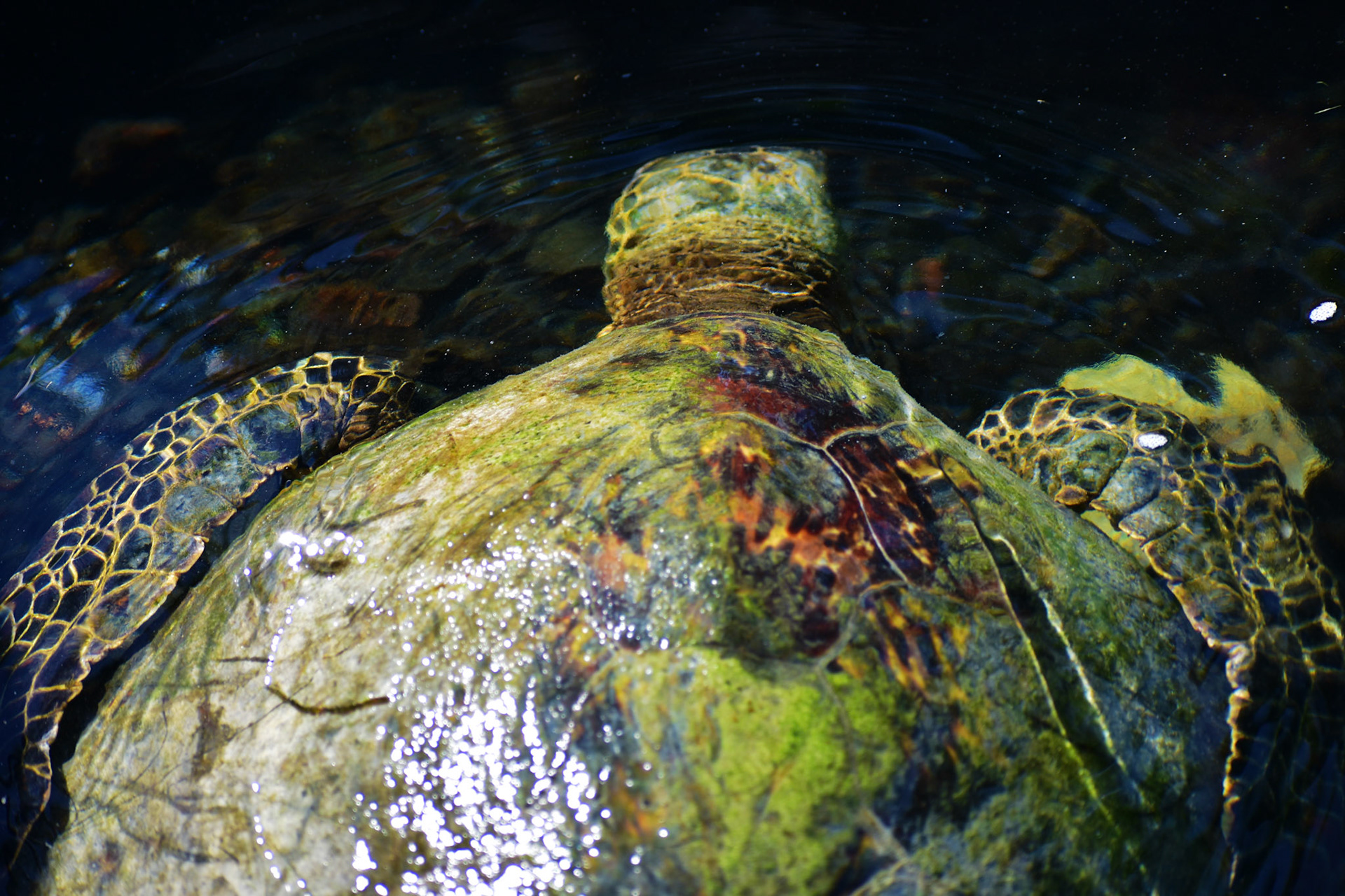 Turtle