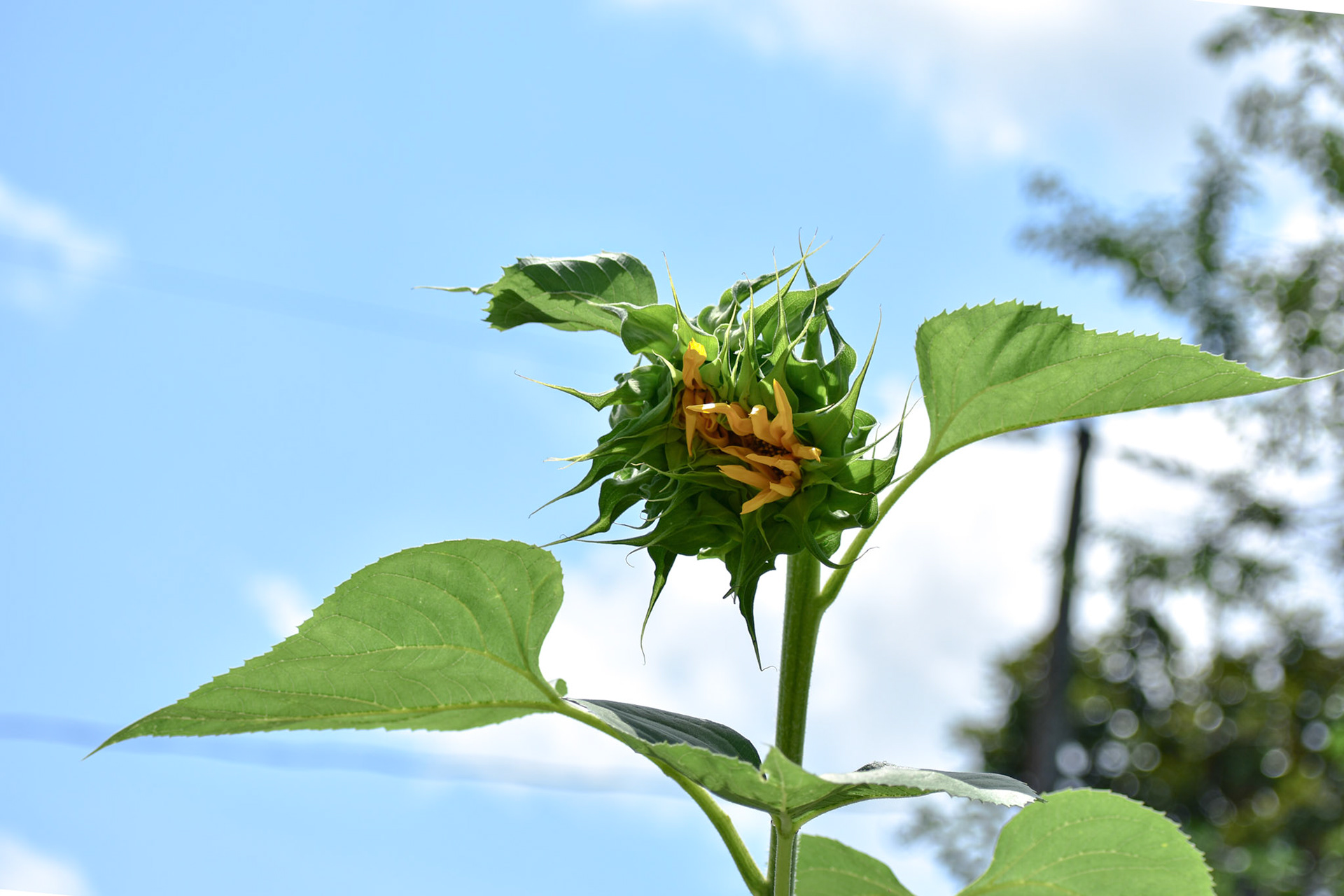 Sunflower