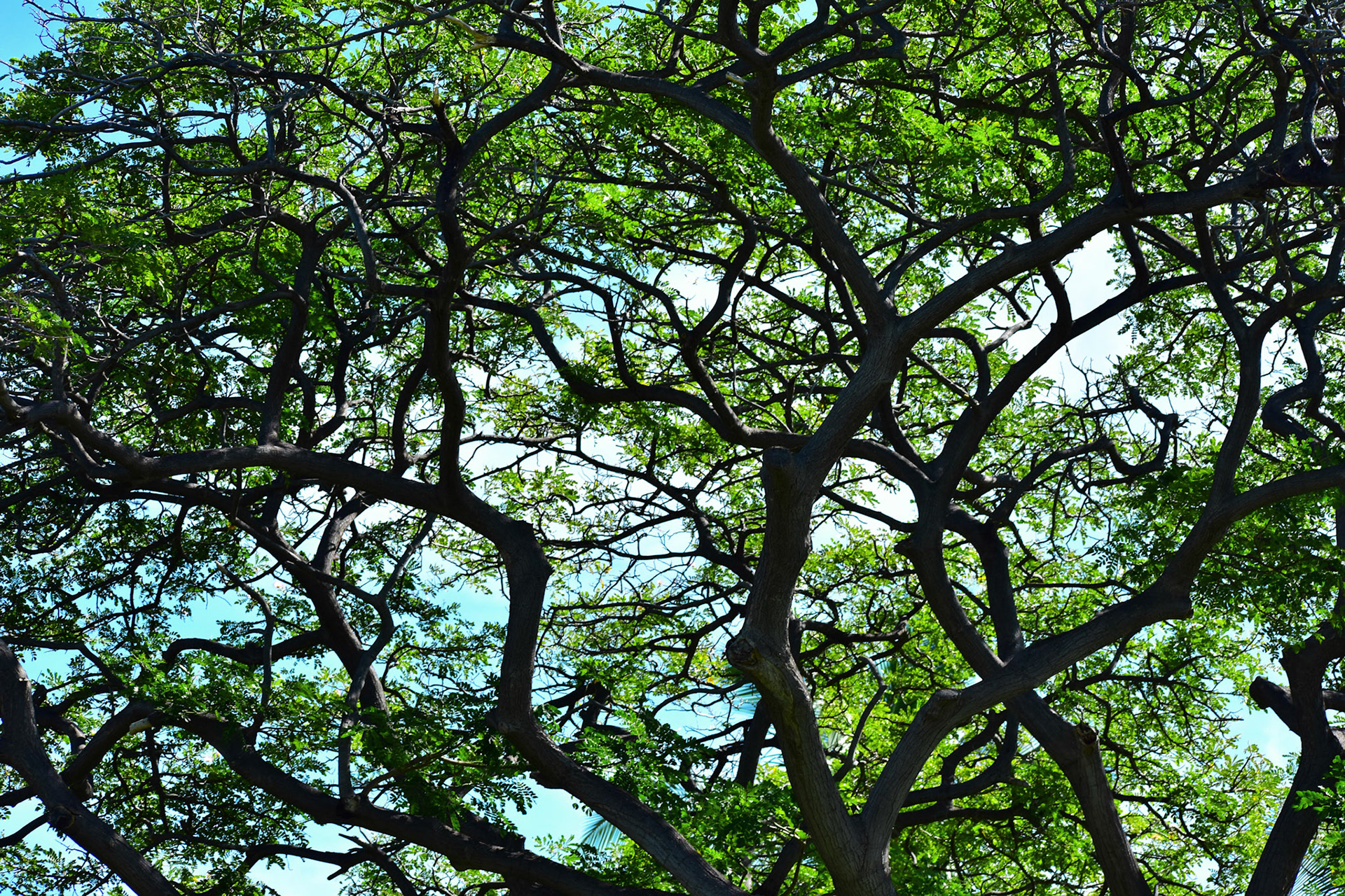 Canopy