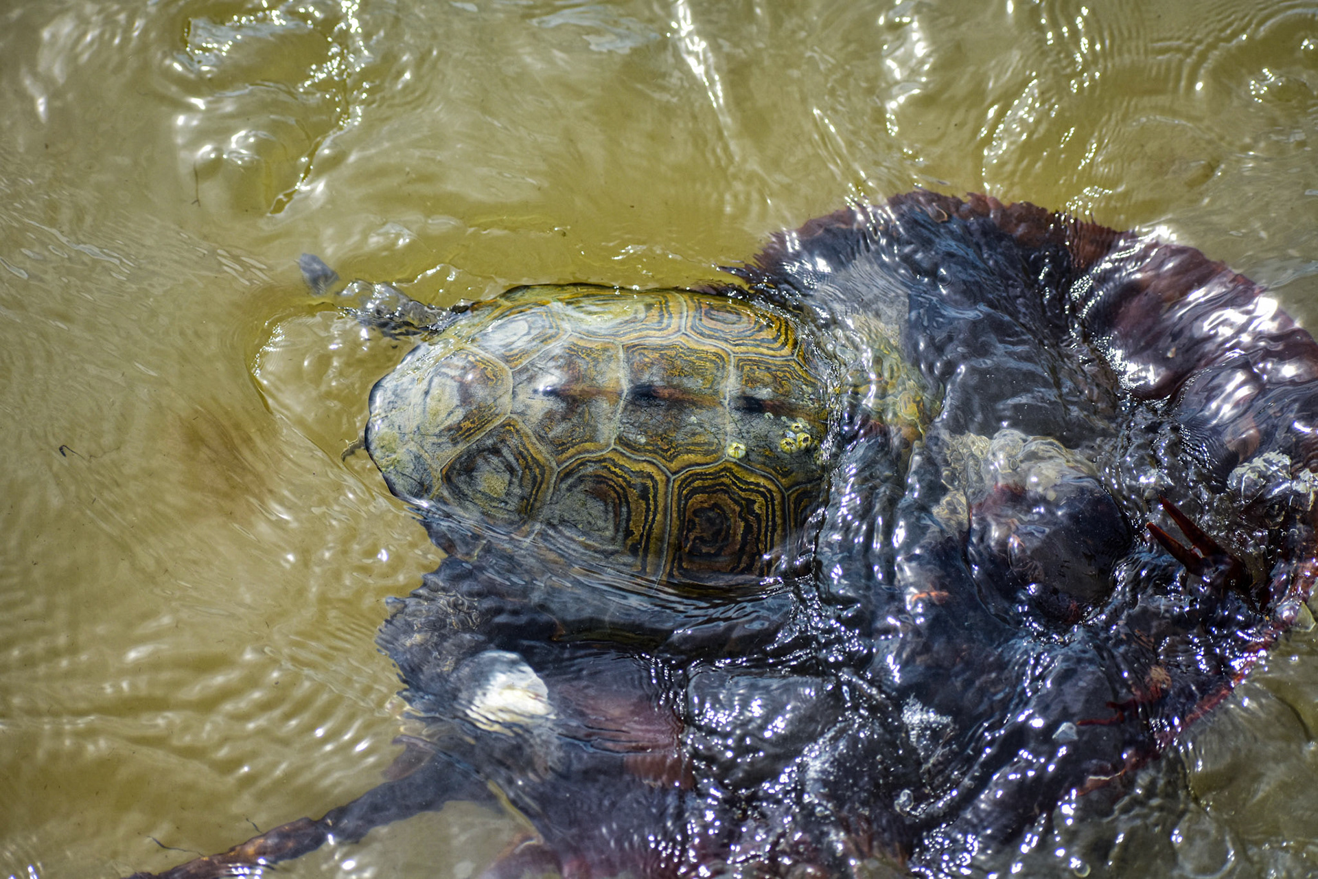 Turtle & Horeshoe Crab