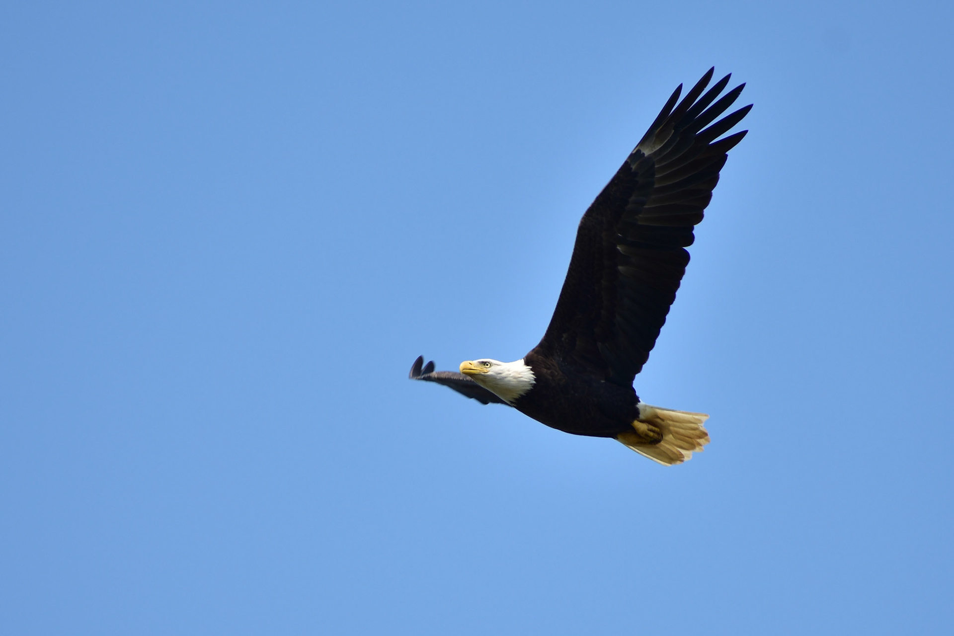 Eagle