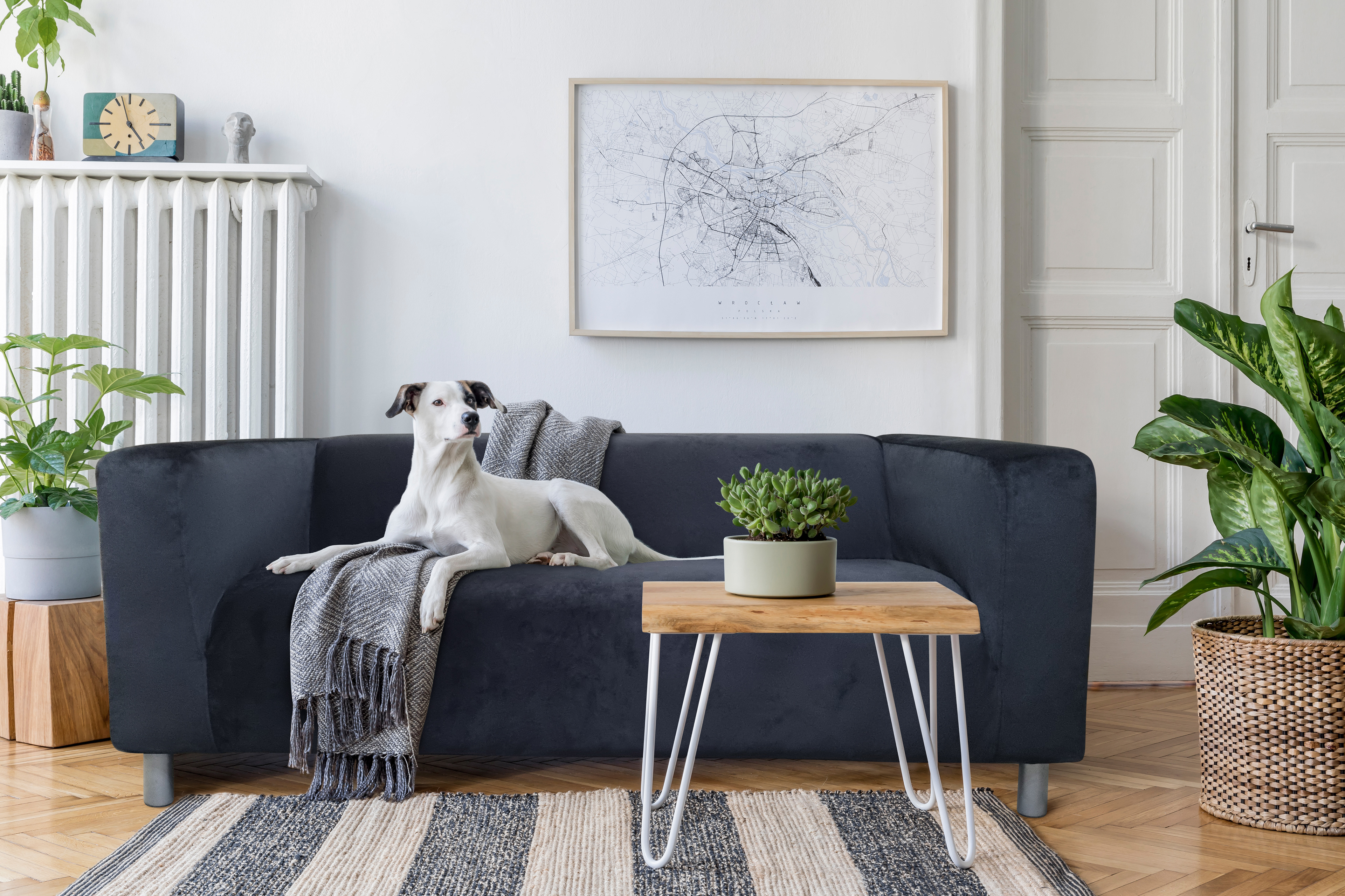 Modern living room in white colors with wooden accents and cosy plants, with a big white dog lying on a black sofa.