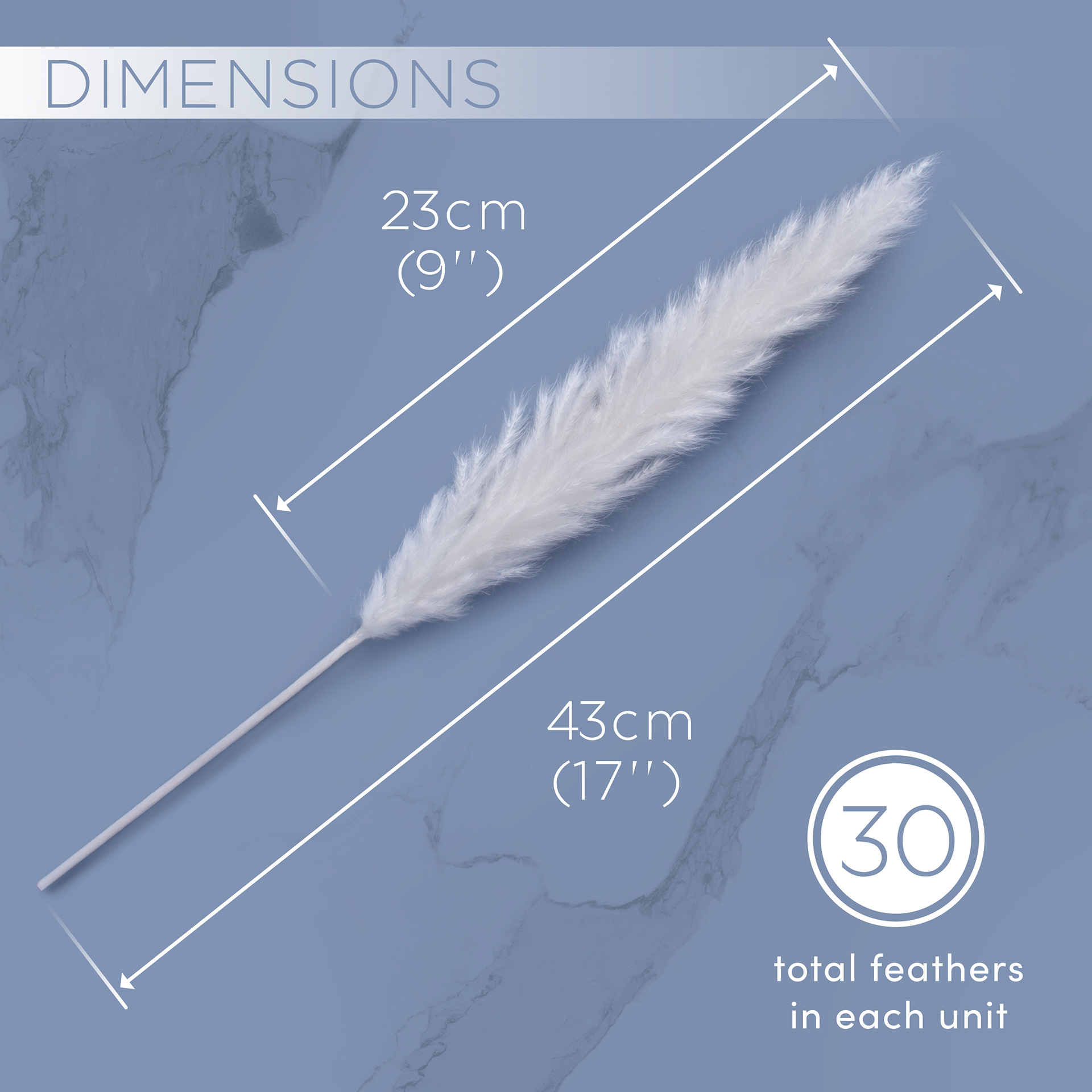 Amazon infographic for product dimensions of pampas grass.