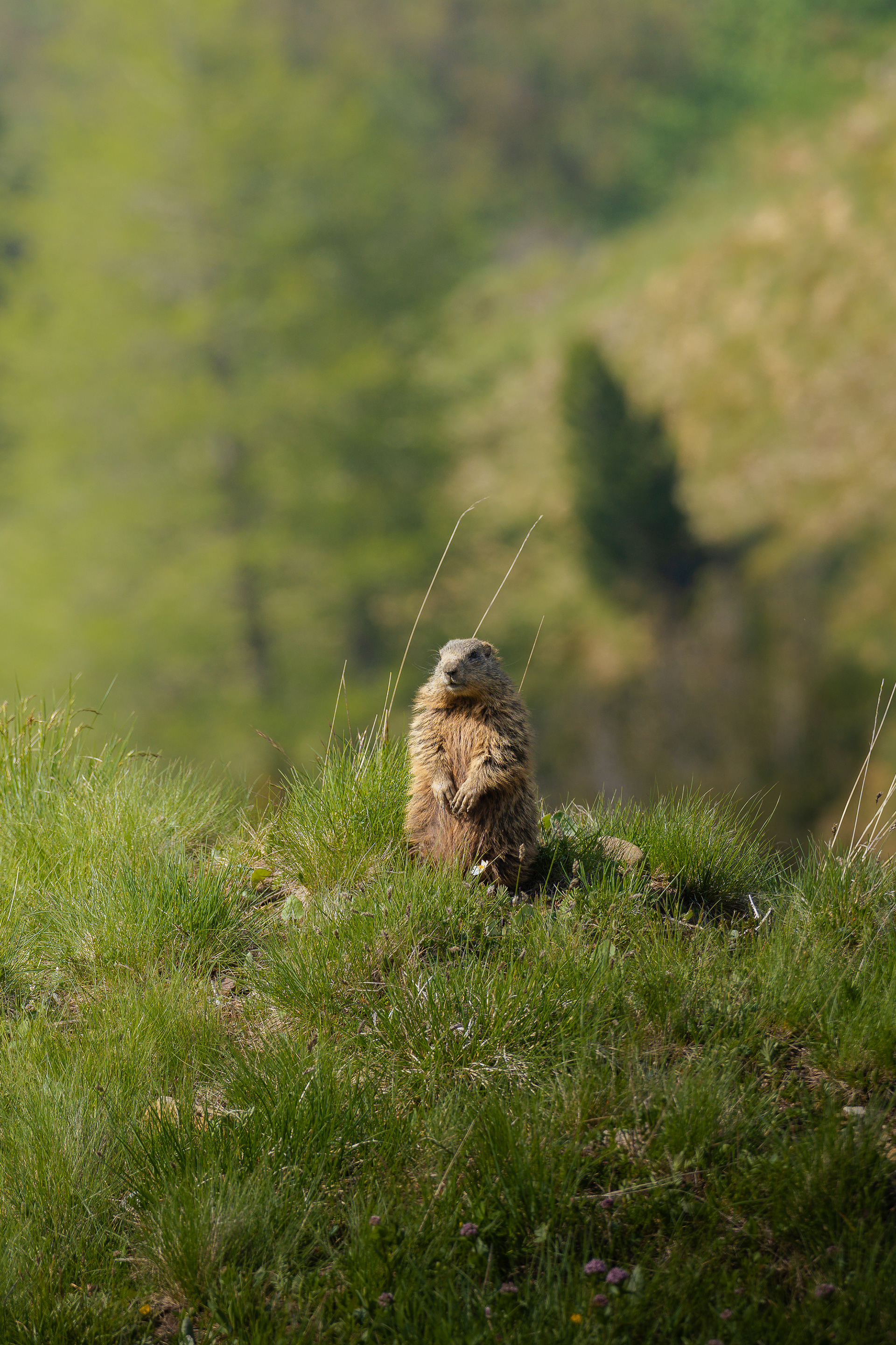 Marmota alpina