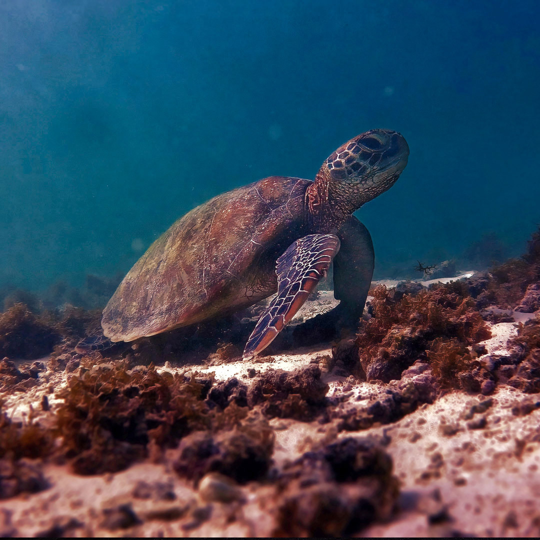 Green turtle, Exmouth WA.