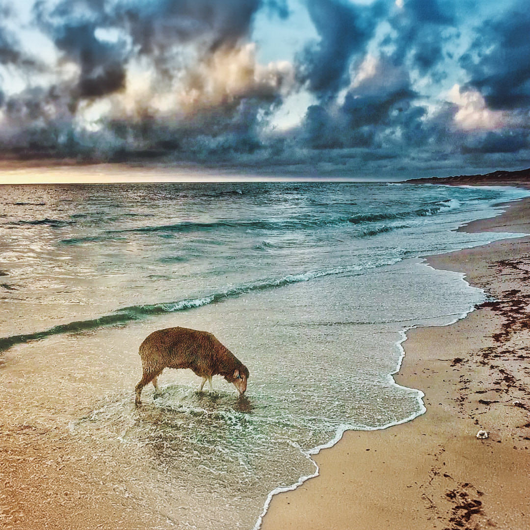 Sheep along the shore, Coronation Beach, WA.