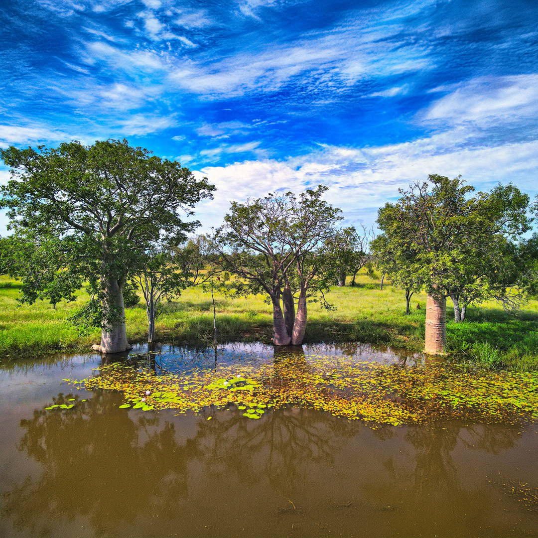Boab creek, NT.