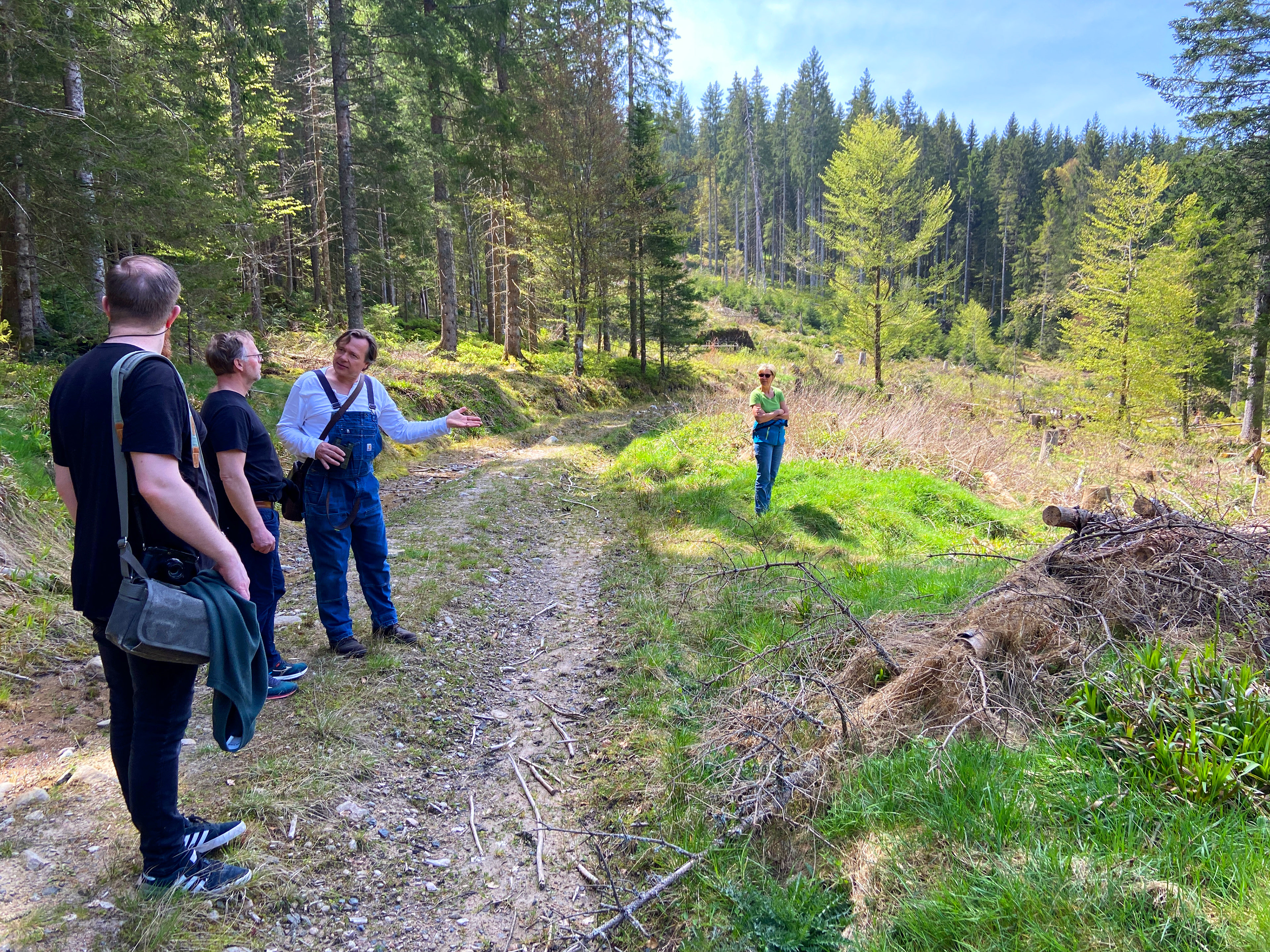 Looking at the damage done to the forest due to warmer weather, drought and parasites.